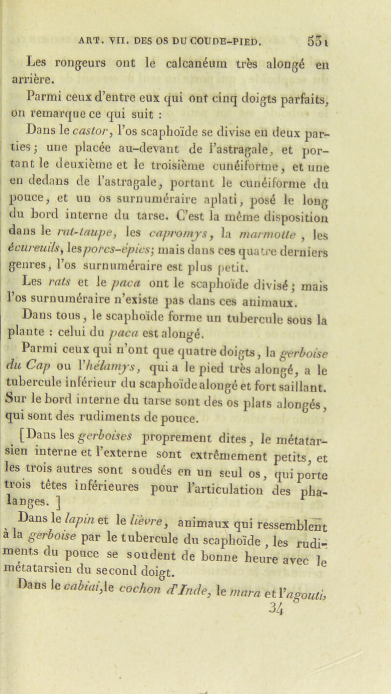 Les rongeurs ont le calcaneum tres along£ en arriere. Parmi ceux d’entre eux qui ont cinq doigts parfaits, on remarquc ce qui suit : Dans le castor, l’os scapho'ide se divise eu deux par- ties; une placee au-devant de 1’astragale, et por- tant le deuxieme et le troisieme cun&forme, et une en dedans de 1’astragale, portant le cun^iforme du pouce, et uu os surnum^raire aplati, posd le long du hold interne du tarse. C’est la menie disposition dans le rut-taupe, les capvomjrs, la marmolte , les 6cureuilsy lespotcs-epics; mais dans ces quatre derniers genres, l’os surnumeraire est plus petit. Les i at,s et le paca ont le scapho’ide divis^ ; mais l’os surnumeraire n’existe pas dans ces animaux. Dans tous, le scapho’ide forme un tubercule sous la plante : celui du paca estalonge. Parmi ceux qui u’out que quatre doigts, la i'erboise du Cap ou Phelamjrs, qui a le pied tres along6, a le tubercule inferieur du scapho'ide alonge et fort saillant. Sur le bord interne du tarse sent des os plats alonges, qui sont des rudiments de pouce. [Dans les gerboises proprement dites , le metatar- sien interne et l’externe sont extrfrmement petits, et les trois autres sont sondes en un soul os, qui porte trois tetes inferieures pour l’articulation des pha- langes. ] r Dans le lap in et le lievre, animaux qui ressemblent a a gerboise par le tubercule du scapho'ide , les rudi- ments du pouce se sou dent de bonne heure avec ]P metatarsien du second doigt. Dans \ecabiai,\z cochon cTInde, le mam et Vagouti, 34
