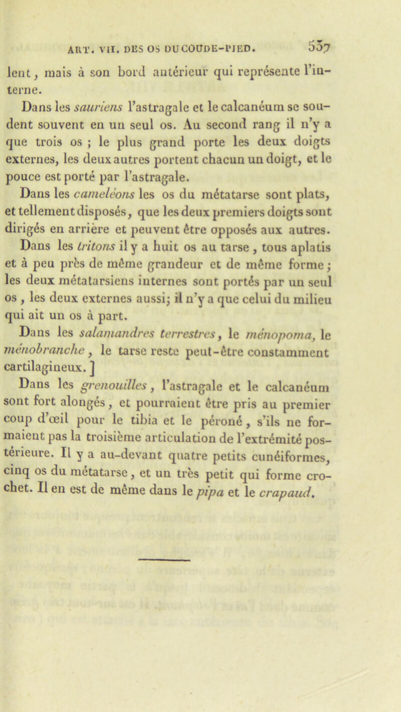 lent, mais a son bold auterieur qui represente l’in- terne. Dans les sauriens l’astragale et le calcaneum se sou- dent souvent en un seul os. Au second rang il n’y a que trois os ; le plus grand porte les deux doigts externes, les deuxautres portent chacun un doigt, etle pouce est porte par l’astragale. Dans les cameleotus les os du m^tatarse sont plats, et tellement disposes, que les deux premiers doigts sont dirig^s en arriere et peuvent £tre opposes aux autres. Dans les Iritons il y a huit os au tarse , tous aplalis et a peu pres de m6me grandeur et de m6me forme; les deux metatarsiens internes sont port^s par un seul os , les deux externes aussij il n?y a que celui du milieu qui ait un os a part. Dans les salamandres terrestres, le menopoma, le menobranche, le tarse reste peut-fitre constamment cartilagineux. ] Dans les grenouilles, I’astragale et le calcaneum sont fort alonges, et pourrnient litre pris au premier coup d ceil pour le tibia et le perone , s ils nc for- maieut pas la troisieme articulation de l'extremite pos- terieure. Il y a au-devant quatre petits cun6iformes, cinq os du metatarse, et un tres petit qui forme cro- chet. Il en est de meme dans le pipa et le crapaud.