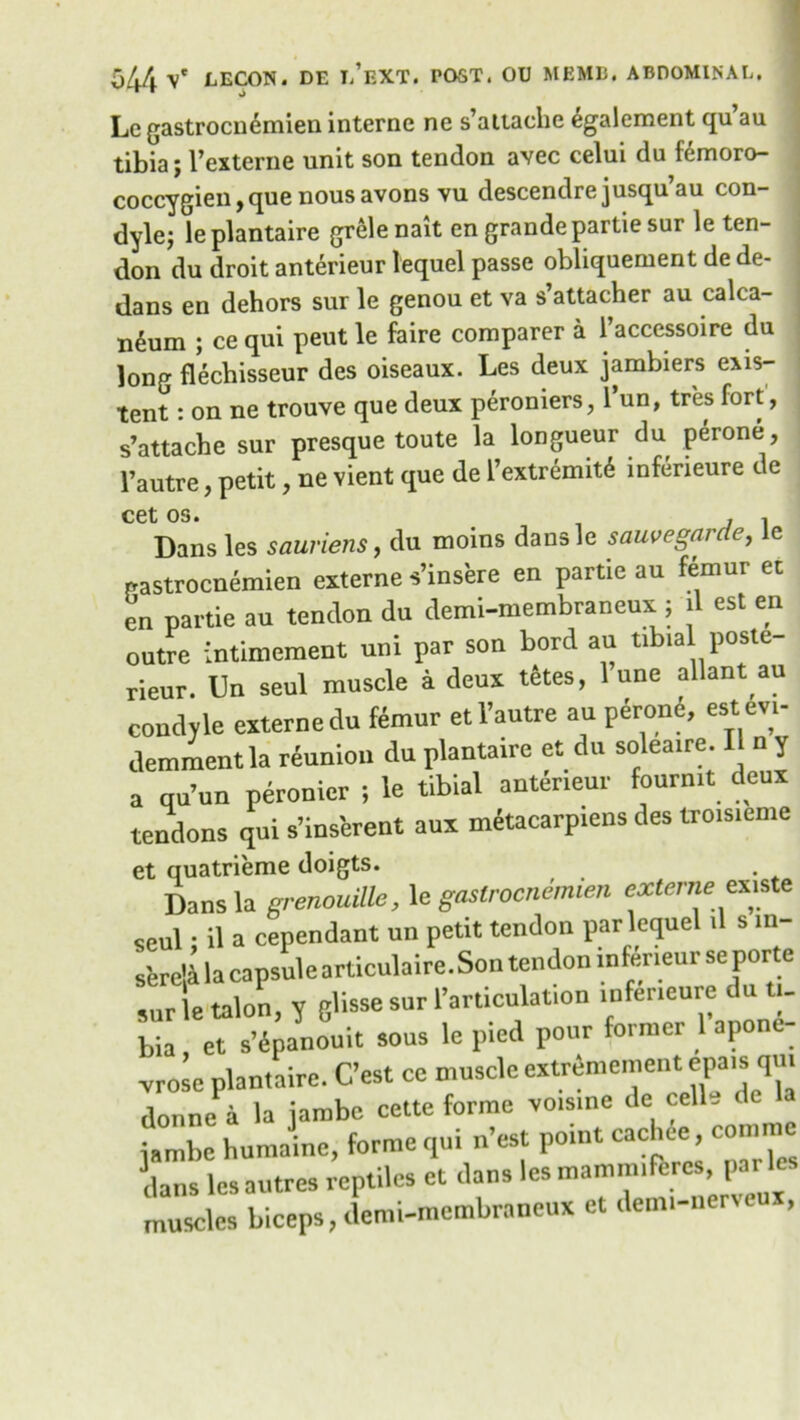 Le gastrocnemien interne ne s’altache egalement qu au tibia; l’externe unit son tendon avec celui da femoro- coccygien, que nous avons vu descendre jusqu’au con- dyle; le plantaire grelenait en grande partie sur le ten- don du droit anterieur lequel passe obliquement de de- dans en dehors sur le genou et va s’attacher au calca- n^um ; ce qui peut le faire comparer a 1’accessoire du long flechisseur des oiseaux. Les deux jambiers exis- tent : on ne trouve que deux peroniers, l’un, tres fort, s’attache sur presque toute la longueur du perone, 1’autre, petit, ne vient que de l’extremit^ infeneure de cet os. x os. . . Dans les sauriens, du moins dansle sauvegarde, le gastrocnemien externe s’insere en partie au femur et en partie au tendon du demi-membraneux; il est en outre intimement uni par son bord au tibial poste rieur. Un seul muscle a deux tetes, 1 une allant au condyle externe du femur etl’autre au perone, estevi- demment la reunion du plantaire et du soleaire. I n y a qu’un peronier ; le tibial anterieur fourmt deux tendons qui s’inserent aux metacarpiens des troisieme et quatrieme doigts. . Dans la grenouille, le gastrocnemien externe existe seul • il a cependant un petit tendon par lequel il s ra- serc'i la capsule articulaire.Son tendon inferieurse porte sur le talon, y glisse sur 1’articulation mfeneure du tu bia, et s’«Spanouit sous le pied pour fotmer 1 apont .rose plantaire. C’est oc muscle extreme,nentepa,s qm donne a la iambe cette forme voisine de cell. , iambe humainc, forme qui n’est point cachce, commc dans lesautres reptiles et dans les mamm,feres par le. muscles biceps, demi-membraneux et demi-nerveux,