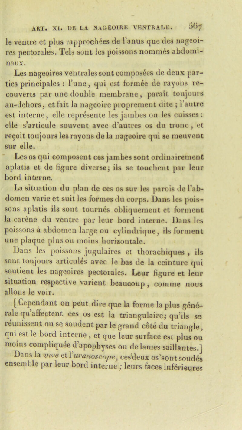 le ventre et plus rapprochees de l’anus que des nagcoi- res pectorales. Tels sont les poissons nommes abdomi- naux. Les nageoires ventralessont composers de deux par— ties principales : Tune, qui est formee de rayons re- converts par une double membrane, parail toujours ail-dehors, etfait la nageoire proprement dite ; l’autre est interne, elle represente les jambes ou les cuisses : el Le s’articule souvent avec d’autres os du tronc, et re9oit toujours les rayons de la nageoire qui se meuvent sur elle. Les os qui composeut ces jambes sont ordinairement aplatis et de figure diverse; ils se toucheut par leur Lord interne. La situation du plan de ces os sur les parois de l’ab- domen varie et suit les formes du corps. Dans les pois- sons aplatis ils sont tournes obliquemeut et forment la carene du ventre par leur bord interne. Dans les poissons a abdomen large ou cylindrique, ils forment une plaque plus on moins horizontale. Dans les poissons jugulaires et thorachiques , ils sont toujours articules avec le bas de la ceinturc qui soutienc les nageoires pectorales. Leur figure et leur situation respective varient beaucoup, com me nous aliens le voir. [ Cependant on peut dire que la forme la plus gene- rale qu afiectent ces os est la triangulaire; qu ils so reunissent ou se soudent par le grand cote du triangle, qui est le bord interne, et que leur surface est plus ou moins compliquee d’apophyses ou de lames saillantes.J Dans la vive etl uranoscope, ces'deux os'sontsoudes ensemble par leur bord interne ; leurs faces inferieures