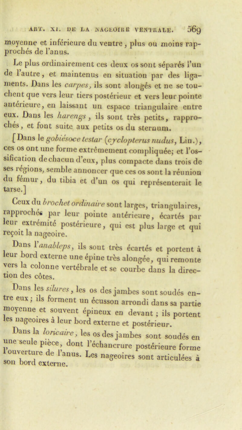 AIIT. XI. L)L LA WAGIiOIKB VBNTRALE. J69 moyenne et inferieure du ventre , plus ou moins rap- proches de l’anus. Le plus ordinairement ces deux os sont separ6s Fun de 1 autre, et maintenus en situation par des liga- ments. Dans les carpes, ils sont along^s et ne se tou- client que vers leur tiers posterieur et vers leur pointe anterieure, en laissant un espacc triangulaire entre eux. Dans les harengs , ils sont tres petits, rappro- ches, et font suite aux petits os du sternum. [Dans 1 e gobiesoce testar (cyclopterusnudus, Lin.), ces os ont une forme extremement oompliqu6e; et F os- sification dechacun d’eux, plus compacte dans trois de ses regions, semble annoncer que ces os sont la reunion du femur, du tibia et d’un os qui representerait le tarse.] Ceux du brocket ordinaire sont larges, triangulaires, rapproches par leur pointe anterieure, 4cart6s par leur extremity posterieure, qui est plus large et qui revolt la nageoire. Dans Vanableps, ils sont tres ecart&> et portent a eui on exteine uneepine tres alongee, quiremonte vers la colonne vertebrale et se courbe dans la direc- tion des cotes. Pans les s, lures, les os des jambes sont sondes en- re eux, 1 s orment un ecusson arrondi dans sa partie moyenne et souvent epineux en devant; ils portent les uageo.res a leur bord externe et posterieur. Dans la loncaire, les os des jambes sont soudes en une seu e piece, dont lechancrure posterieure forme 1 ouverture de 1’anus. Les nageoires sont articulees a son bord externe.