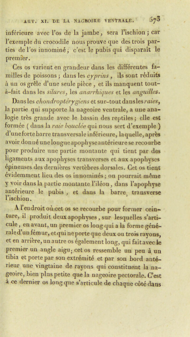 inferieure avec l’os de la jambe, sera l’ischion ; car l’exemple du crocodile nous prouve que des trois par- ties de l’os innomine, c’est le pubis qui disparait le premi'er. Ces os varient en grandeur dans les differentes fa- milies de poissons ; dans les cyprins , ils sont reduits a un osgr&le d’une seule piece , et ils manquent tout- a-fait dans les silures, les anarrhujues et les anguilles. Dans les chondropterygiens et sur-tout dansles raiest la partie qui supporte la nageoire ventrale, a une ana- logic tres grande avec le bassin des reptiles; elle est formee ( dans la rate bouclee qui nous sert d’exemple ) d’une forte barre trausversale inferieure, la quelle, aprfes avoir donneunelougueapophyseanterieurese recourbe pour produire une partie raontante qui tient par des ligaments aux apophyses tra ns verses et aux apophyses £pineuses des dernieres vertebres dorsales. Get os tient evidemmeut lieu des os innomin4s; on pourrait meme y voir dans la partie moutante Tileou, dans l’apophyse anterieure le pubis , et dans la barre transverse Tischion. A l’endroit ou cet os se recourbe pour former cein- ture, il produit deux apophyses , sur lesquelles s’arti- cule , en avant, un premier os loug qui a la forme gene- raled un femur, etqui neporteque deux ou trois rayons, et en arriere, un autre os egalement long, qui fait avec le premier un angle aigiq cet os ressemble un peu a un tibia et porte par sou extremite et par son bord ante- rieur une vingtaine de rayons qui constituent la na- geoire, bien plus petite que la nageoire pectorale. C’est a ce dernier os long que s’articuie de chaque cote dans