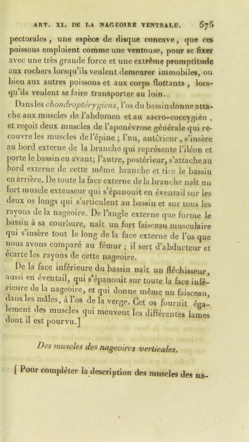 pectorales , une espece de disque concave, que ces poissons emploient comme une ventouse, pour se fixer avec une tres grande force et une extreme promptitude aux rochers lorsqu’ils veulent demeurer immobiles, ou bien aux autres poissons et aux corps flottauts , lors- qu ils veulent se faire transporter au loin. Dansleschondropteryglens, l’os du bassindonne atta- che aux muscles de l’abdomen etau sacro-coccygien , et refoit deux muscles de l’aponevrose generate qui re- couvreles muscles del’epiue ; l’un, autcvicur, s’insere au bord externe de la branche qui represente l’ileon et porte le bassinen avant; 1’autre, posterieur, s’attacheau bord externe de cette m6mc branche et tire le bassiu cn ai i lere. I)e toute la face externe de la branche nait un fort muscle extenseur qui s’epanouit en eventail sur les deux os longs qui s’articulent au bassiu et sur tous les rayons de la nageoire. Del’angle externe que forme le bassin a sa courbure, nait un fort faisceau musculaire qui s’insere tout le long de la face externe de l’os que nous avons compare au femur ; il sert d’abducteur et ecarte les rayons de cette nageoire. De la face inferieure du bassiu nait un flechisseur, aussi en eventail, qui s’epanouit sur toute la faceinfe- rieure de la nageoire, et qui donne meme un faisceau, dans les males, a l’os de la verge. Cet os fournit ega- lement des muscles qui meuvent les differentes lames dont il est pourvu.] Des muscles des nageoires verticales. [ Pour completer ^description des muscles des na