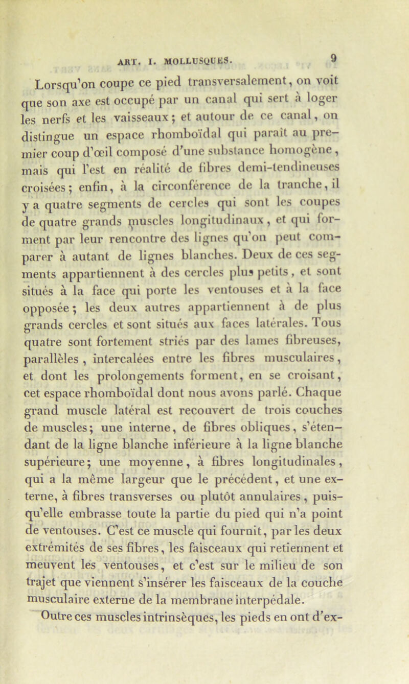 Lorsqu’on coupe ce pied transversalement, on voit que son axe est occupe par un canal qui sert a loger les nerfs et les vaisseaux; et autour de ce canal, on distingue un espace rhomboidal qui parait au pre- mier coup d’oeil compose d'une substance homogene, mais qui l’esl en realite de fibres demi-lendineuses croisees; enfin, a la circonference de la tranche, il y a quatre segments de cercles qui sont les coupes de quatre grands muscles longitudinaux, et qui tor- ment par leur rencontre des lignes qu’on pent com- parer a autant de lignes blanches. Deux de ces seg- ments appartiennent a des cercles plus petits, et sont situes a la face qui porte les ventouses et a la face opposee; les deux autres appartiennent h de plus errands cercles et sont situes aux faces laterales. Tous quatre sont fortement stries par des lames lihreuses, paralleles , intercalees entre les fibres musculaires, et dont les prolongements forment, en se croisant, cet espace rhomboidal dont nous avons parle. Chaque grand muscle lateral est recouvert de trois couches de muscles; une interne, de fibres obliques, s’eten- dant de la ligne blanche inferieure a la ligne blanche superieure; une moyenne, a fibres longitudinales, qui a la meme largeur que le precedent, et une ex- terne, a fibres transverses ou plutot annulaires , puis- qu’elle embrasse toute la partie du pied qui n’a point de ventouses. C’est ce muscle qui fournit, paries deux extremites de ses fibres, les faisceaux qui retierment et meuvent les ventouses, et c’est sur le milieu de son trajet que viennent s’inserer les faisceaux de la couche musculaire externe de la membrane interpedale. Outre ces muscles intrinseques, les pieds en ont d’ex-