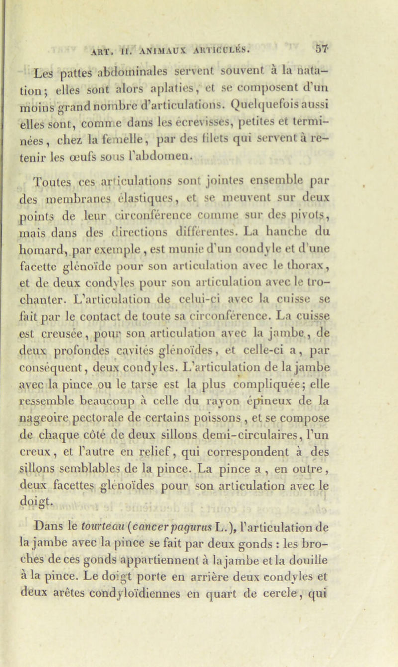 Les pattes abdoininales servent souvent a la nata- tion; elles sont alors aplaties, et se composent (Tun moins grand nornbre d’articulations. Quelciuefois aussi elles sont, comn e dans les ecrevisses, petites et termi- nees, chez la femelle, par des lilets qui servent a re- tenir les ceufs sous l’abdomen. Toules ces articulations sont jointes ensemble par des membranes elastiques, et se meuvent sur deux points de leur circonference coinme sur des pivots, mais dans des directions differentes. La hanche du homard, par exemple, est munie d'un condyle et d une facette glenoide pour son articulation avec le thorax, et de deux condyles pour son articulation avec le tro- chanter. L’articulation de celui-ci avec la cuisse se fait par le contact de toute sa circonference. La cuisse est creusee, pour son articulation avec la jambe, de deux profondes cavites glenoides, et celle-ci a, par consequent, deux condyles. L’articulation de la jambe avec la pince ou le tarse est la plus compliquee; elle ressemble beaucoup a celle du rayon epineux de la nageoire pectorale de certains poissons , et se compose de cliaque cote de deux sillons demi-circulaires, Tun creux, et l’autre en relief, qui correspondent a des sillons semblables de la pince. La pince a , en outre, deux facettes glenoides pour son articulation avec le doigt. Dans le tourteau (cancerpagurus L.), l’articulation de la jambe avec la pince se fait par deux gonds : les bro- ches deces gonds appartiennent a la jambe etla douille a la pince. Le doigt porte en arriere deux condyles et deux aretes condyloidiennes en quart de cercle, qui