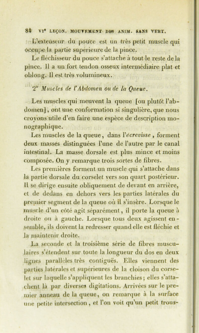 L'exteuseur clu pouce esl un tres petit muscle qui occupe la partie superieurede la pince. Le flechisseur du pouce s’attache a tout le reste de la pince. 11 a un fort tendon osseux intermediaire plat et oblong. II est tres volumineux. 2° Muscles de l’Abdomen oude la Queue. Les muscles qui meuvent la queue [ou plutot l’ab- domen], ont une conformation si singuliere, que nous croyons utile d’en faire une espece de description mo- nographique. Les muscles de la queue, dans Vecrevisse , forment deux masses distinguees Tune de l1 autre par le canal intestinal. La masse dorsale est plus mince et moins composee. On y remarque trois sortes de fibres. Les premieres forment un muscle qui s’attache dans la partie dorsale du corselet vers son quart posterieur. II se dirige ensuite obliquement de devant en arriere, et de dedans en dehors vers les parties lalerales du premier segment de la queue oil il s’insere. Lorsque le muscle d’un cote agit separement, il porte la queue a droite ou a gauche. Lorsque tous deux agissent en - .semblo, ils doivent la redresser quandelle est flechie et la raainlenir droite. La feconde et la troisieme serie de fibres muscu- Jaires s’etendent sur toute la longueur du dos en deux lignes paralleles (res contigues. Elies viennent des parties lalerales et superieures de la cloison du corse- let sur laquelle s’appliquent les branchies; elles s’atta- chent la par diverses digilations. Arrivees sur le pre- mier auneau de la queue, on remanjue a la surface une ijetile intersection , et fon voit qu’un |>etit trous-