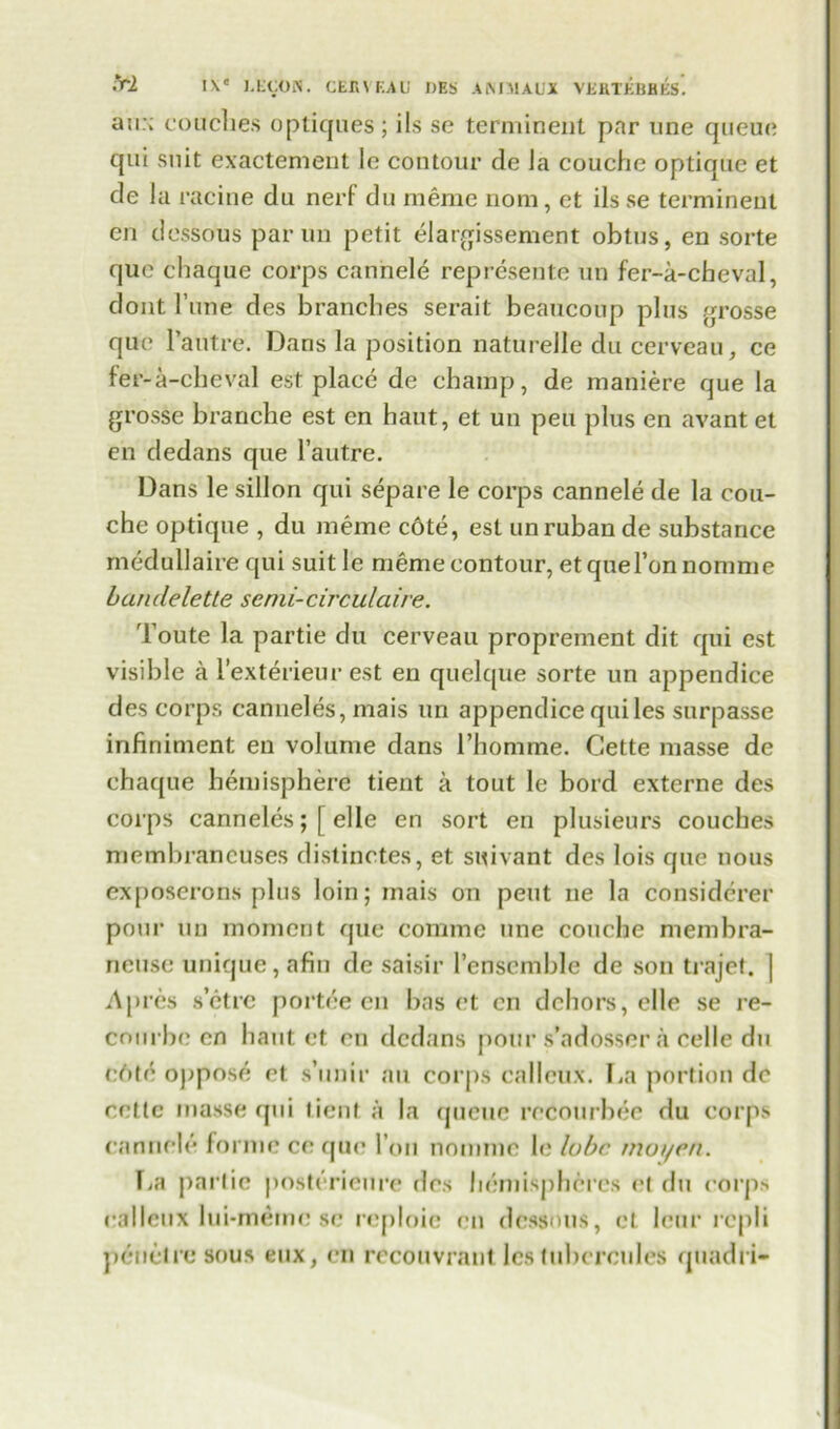 a:i:; couches optiques; iIs se terminent par une queue qui suit exactement le contour de la couche optique et de la racine du nerf du rnemc nom, et ils se terminent en dessous par un petit elargissement obtus, en sorte quo chaque corps cannele represente un fer-a-cheval, dont l’une des brandies serait beaucoup plus grosse quo l’autre. Dans la position naturelle du cerveau, ce fer-a-cheval est place de champ, de maniere que la grosse branche est en haut, et un pen plus en avant et en dedans que l’autre. Dans le sillon qui separe le corps cannele de la cou- che optique , du raeme c6te, est unruban de substance medullaire qui suit le meme contour, etqueronnomnie bandelette semi-circulaire. Toute la partie du cerveau proprement dit qui est visible a 1’exterieur est en quelque sorte un appendice des corps canneles, mais un appendice qui les surpasse infiniment en volume dans l’liomme. Cette masse de chaque hemisphere tient a tout le bord externe des corps canneles;[ el le en sort en plusieurs couches membrancuses distinctes, et suivant des lois que nous exposerons plus loin; mais on pent ne la considcrer pour un moment que comme une couche membra- ncuse unique, afin de saisir l’enscmble de son trajet. ] Apres setre portee en has ct en dehors, die se re- courbe en haut et en dedans pour s’adossera celle du c6tc oppose et s’unir an corps calleux. La portion do ectlc masse qui tient a la queue recotirbee du corps cannele forme ce que Ton nomine le lobe rnoyen. La partie posterieure des hemispheres et du corp.s calleux lui-meme se reploie en dessous, et leur repli peiictresous eux, en recouvrantlestubcrcules quadri-