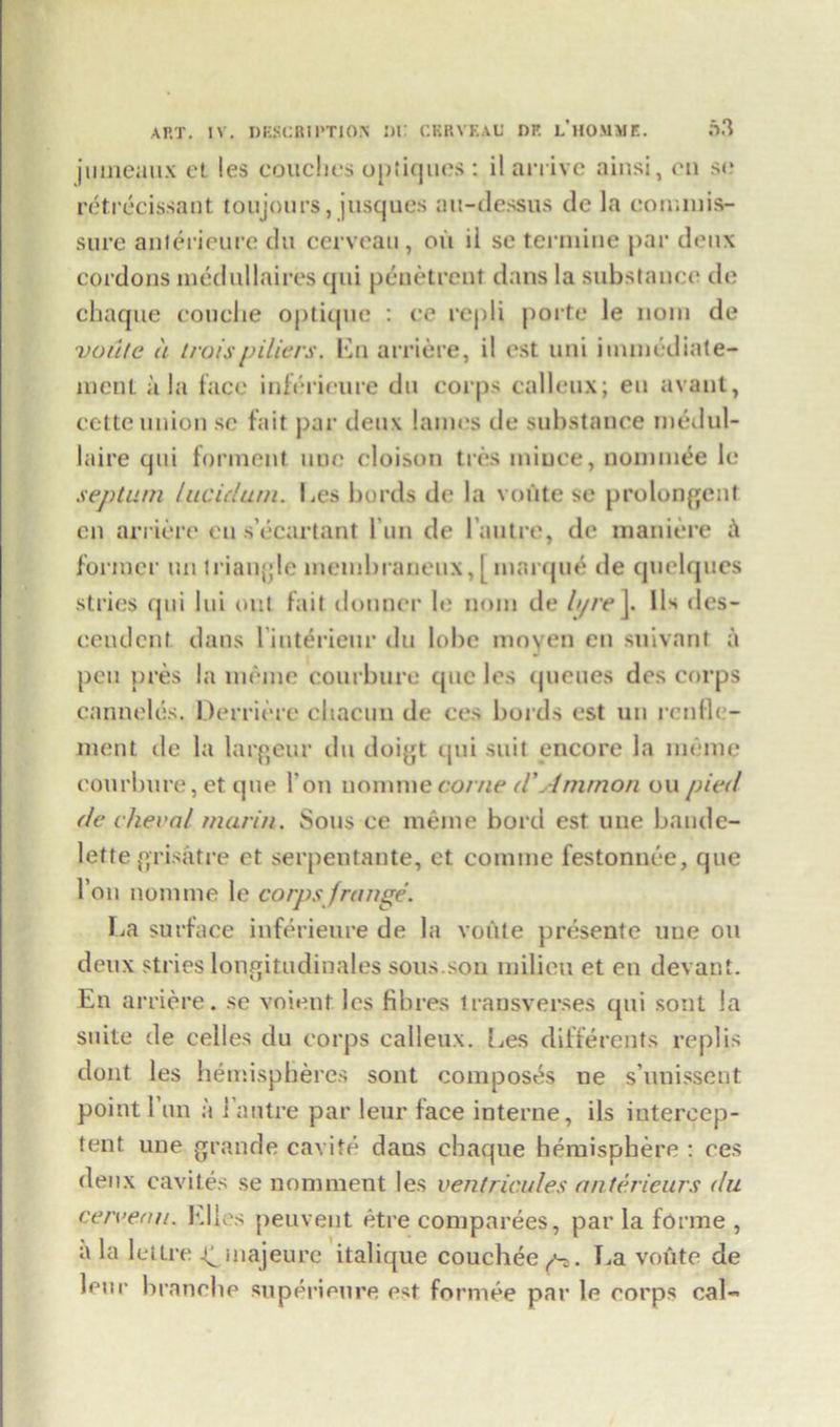 jutneaux et les couches optiques : il arrive ainsi, on sc retrecissant toujours, jusques au-dessus de la commis- sure antericure du cervcau, oil ii sc termine par deux cordons medullaires qui penetrent dans la substance de chaque couche optiquc : ce rcpli porte le nom de voute a Iroisfilters, En arriere, il est uni hnmediate- ment ala face inferieure du corps calleux; eu avant, cette union se fait par deux lames de substance tnedul- laire qui forment uue cloison ties mince, nominee le septum lucidum. Les bords de la voute se prolongenl en arriere eu s’ecartant l’un de l’autre, de maniere A former un triangle nicmbrancux, [ marque de quelques stries qui lui out fait donncr le nom de h/re J. IL des- cendcnt dans l interieur du lobe moyen en suivant a pen pres la lueme courbure quc les queues des corps canneles. Demure chacun de ces bords est un rcnfle- ment de la largeur du doigt qui suit encore la meme courbure, et que l’on nomine come d'Ammon on pied de cheval rnari/i. Sous ce meme bord est uue baude- lette grisatre et serpeutante, et comme festonnce, que Ton nomine le corps /range. La surface inferieure de la voute presente uue on deux stries longitudinales sous.son milieu et en devant. En arriere. se voient les fibres transverses qui sout la suite de celles du corps calleux. Les differents replis dont les hemispheres sont composes ne s’unissent point 1 un a i autre par leur face interne, ils intercep- tent uue grande cavite daus chaque hemisphere : ces deux cavites se nomment les ventricules anterieurs du cerve.au. Elies peuvent etre companies, par la forme, a la lettre 4^majeure italique couchee pt. La voute de leur branehe superieure est formee par le corps cal-