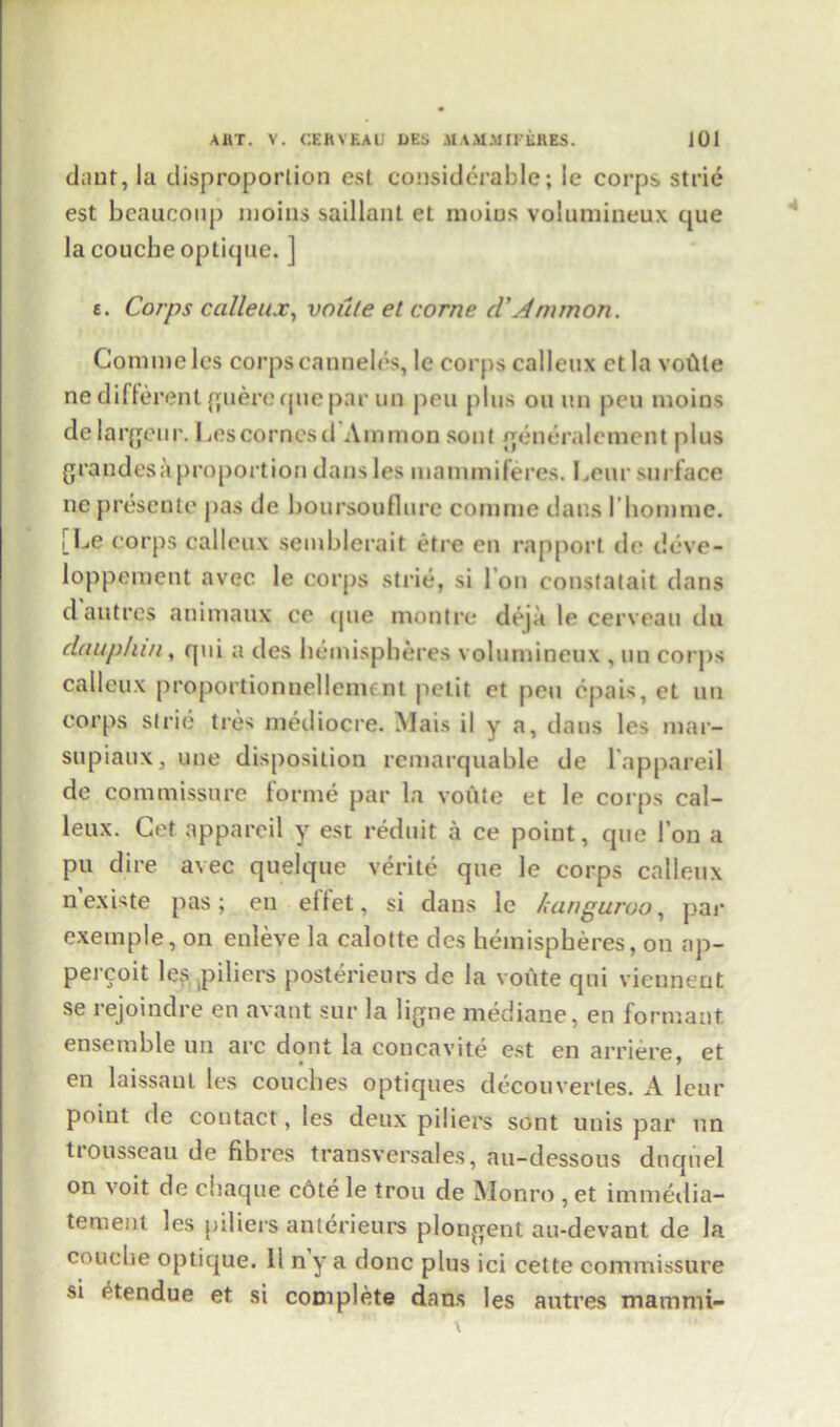 daut, la disproportion est considerable; le corps strie est beaucoup moins saillant et moios volumineux que la coucbe optique. ] e. Corps calleux, voute el come d’Ammon. Commeles corpscanneles, lc corps calleux ctla voiUe ne different guere que par un pen plus on un peu moios delargeur. Lescornesd Ammon sont generalement plus grandesapropoition dans les mammiferes. bear surface nc presente pas de boursouflure comme dans I’homme. [Le corps calleux semblerait etre en rapport de deve- loppement avec le corps strie, si I on constalait dans daut res animaux ec que montre deja le cerveau du dauphin, qui a des hemispheres volumineux , un corps calleux proportionuellcnn nt petit et pen epais, et un corps strie tres mediocre. Mais il y a, dans les mar- supiaux, une disposition rcmarquable de l appareil de commissure forme par la voute et le corps cal- leux. Cet apparcil y est reduit a ce point, que 1’on a pu dire avec quelque verite que le corps calleux nexiste pas; en ellet, si dans le languroo, par exeinple, on enleve la calotte des hemispheres, on ap- percoit les piliers posterieurs de la voute qui vieunent se rejoindre en avant sur la ligne mediane, en formant ensemble un arc dont la concavite est en arriere, et en laissanl les couches optiques decouverles. A leur point de contact, les deux piliers sont unis par un trousseau de fibres transversales, au-dessous dnquel on voit de cliaque c6te le trou de Monro , et immedia- tement les piliers anterieurs plongent au-devant de la coucbe optique. II n y a done plus ici cette commissure si etendue et si complete dans les autres marami-