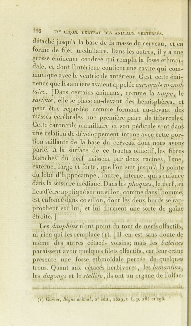 detache jusqu a la base de la masse du cerveau, et en foime de filet medullaire. Dans les autres, il y a une grosse eminence cendree qui remplit la fosse ethmoi- dale, et dont linterieur contient une cavite qui com- munique avec le ventricule anterieur. Ci’est cette emi- nence que lesanciens avaient appelee ccironcule marnil- laire. [Dans certains animaux, comme la taupe, le safiguei elle se place au-devant des hemispheres, et pent etre regardee comme formant au-devant des masses cerebrales une premiere paire de tubercules. Cette caroncule mamillaire et son pedicule sont dans une relation de developpement intime avec cette por- tion saillante de la base du cerveau dont nous avons parle. A la surface de ce tractus olfactif, les fibres blanches du nerf naissent par deux racines, l’une, externe, large et forte, que Ton suit jusqu’a la pointe du lobe d’bippocampe ; 1 autre, interne, qui s’enfonce dans la scissure mediane. Dans les phoques, le nerf,au lieu'd’etre applique sur unsillon, comme dansl bomme, est enlonc(5dans ce sillon, dont les deux bords sc rap- procbent sur lui, et lui lormeut une sorte de gaiue etroite. ] Les dauphins n’ont point du tout de nerfs olfactifs, ni ricn qui les remplace (l). [11 en est sans dome de meme des autres enlaces voisins; mais les balcines paraispent avoir quclques filets olfactifs, car leur crane piAsente une fosse etbmoidale percee de quclques trous. Quant aux cclaces herbivores, les lamantins, les dugungs et le stellite, ils out un organe de l olfac- Cr) Cuvier, tU'jnc animal, 2* edit., 1829,1 I, p. 205 01296.