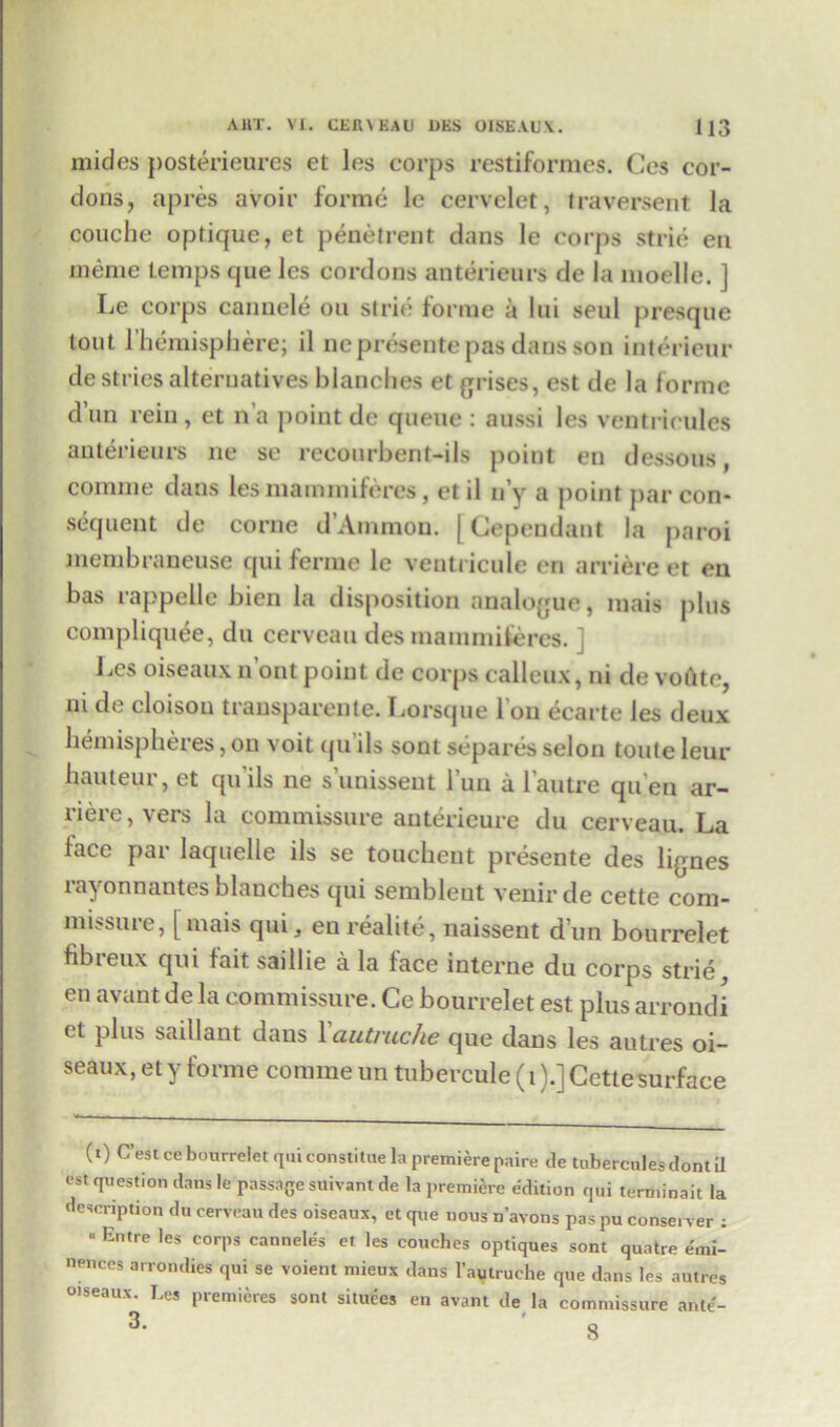 mides posterieures et les corps restiformes. Ces cor- dons, apres avoir forme le cervelet, traversent la couche optique, et penetrent dans le corps strie en meme temps que les cordons anterieurs de la moelle. ] lie corps cannele on strie forme a Ini seul presque tout 1’hemisphere; il ne presente pas dans son interietir destries alternatives blanches et grises, est de la forme d’nn rein , et n’a point de queue : aussi les ventricules anterieurs ne se reconrbenl-ils point en dessous, comine dans les mammiferes, etil n’y a point par con- sequent de corne d’Ammon. j (dependant la paroi membraneuse qui ferme le ventricule en arriere et en bas rappelle bien la disposition analogue, mais plus compliquee, du cerveau des mammiferes. Les oiseaux n’ontpoint de corps calleux, ni de voftte, ni de cloison transparente. Lorsque 1 on ecarte les deux hemispheres, on voit qu ils sont separes selon toule leur hauteur, et qu'ils ne s’unissent l’un a 1’autre qu’en ar- riere, vers la commissure anterieure du cerveau. La lace par laquelle ils se toucheut presente des lignes rayonnautes blanches qui sembleut venirde cette com- missure, [ mais qui, eurealite, naissent dun bourrelet fibreux qui fait saillie a la face interne du corps strie, en avant de la commissure. Ce bourrelet est plus arrondi et plus sail 1 ant dans 1 'autruche que dans les autres oi- seaux, et y forme coniine un tubercule (i).] Cette surface (i) C’estcc bourrelet quiconstitue la premiere paire de tuberculesdontil est question dans le passage suivant de la premiere edition qui terminait la description du cerveau des oiseaux, et que nous n'avons pas pu conse. ver ; “ Entre les corps canneles et les couches optiques sont quatre emi- nences arrondies qui se voient mieux dans l’autruche que dans les autres oiseaux. Les premieres sont situees en avant de la commissure ante-