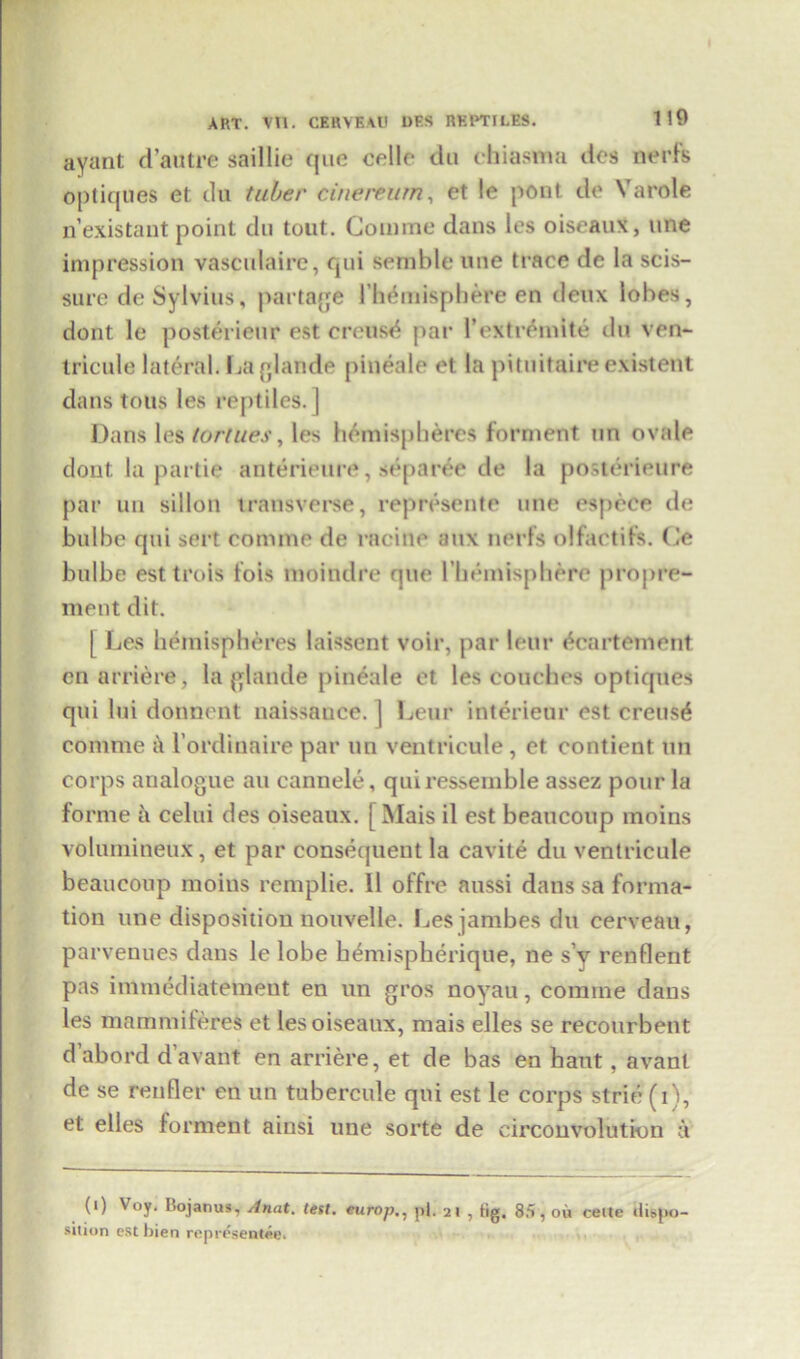 ayant d’antre saillie que cello du chiasnia des nerfs optiques et du tuber cinereum, et le pont de Varole n’existaut point du tout. Com me dans les oiseaux, une impression vascnlaire, qui semble une trace de la scis- sure de Sylvius, partage 1’hemisphere en deux lobes, dont le posterienr est creusd par l’extrdinite du ven- tricule lateral, Laglande pineale et la pituitaireexistent dans tous les reptiles.] Dans les tortues, les hemispheres forment un ovale dont la partie anterieure, separee de la posterieure par un sillon transverse, represente une espece de bulbe qui sert comme de racine aux nerfs olfactifs. Le bulbe est trois fois moindre que l’homisphore propre- ment dit. [ Les hemispheres laissent voir, par lour oeartement enarriere, la plande pineale et les couches optiques qui lui donnent naissance. ] Leur interieur est creus^ comme a l’ordinaire par un ventricule , et contient tin corps analogue an cannele, quiressemble assez pour la forme a celui des oiseaux. [ Mais il est beaucoup moins volumineux, et par consequent la cavite du ventricule beaucoup moins remplie. 11 offre aussi dans sa forma- tion une disposition nouvelle. Les jambes du cerveau, parvenues dans le lobe hemispherique, ne s’y renflent pas immediatemeut en un gros noyau, comme dans les mammiferes et les oiseaux, mais elles se recourbent d’abord d’avant en arriere, et de bas en bant, avant de se rentier en un tubercule qui est le corps strie (1), et elles forment aiusi une sorte de circonvolution a (i) V oy. Ilojanus, Anat. test. europ.: j>1. 21 , tig. 85, ou ceite tlisj>o- sition est bien representee.