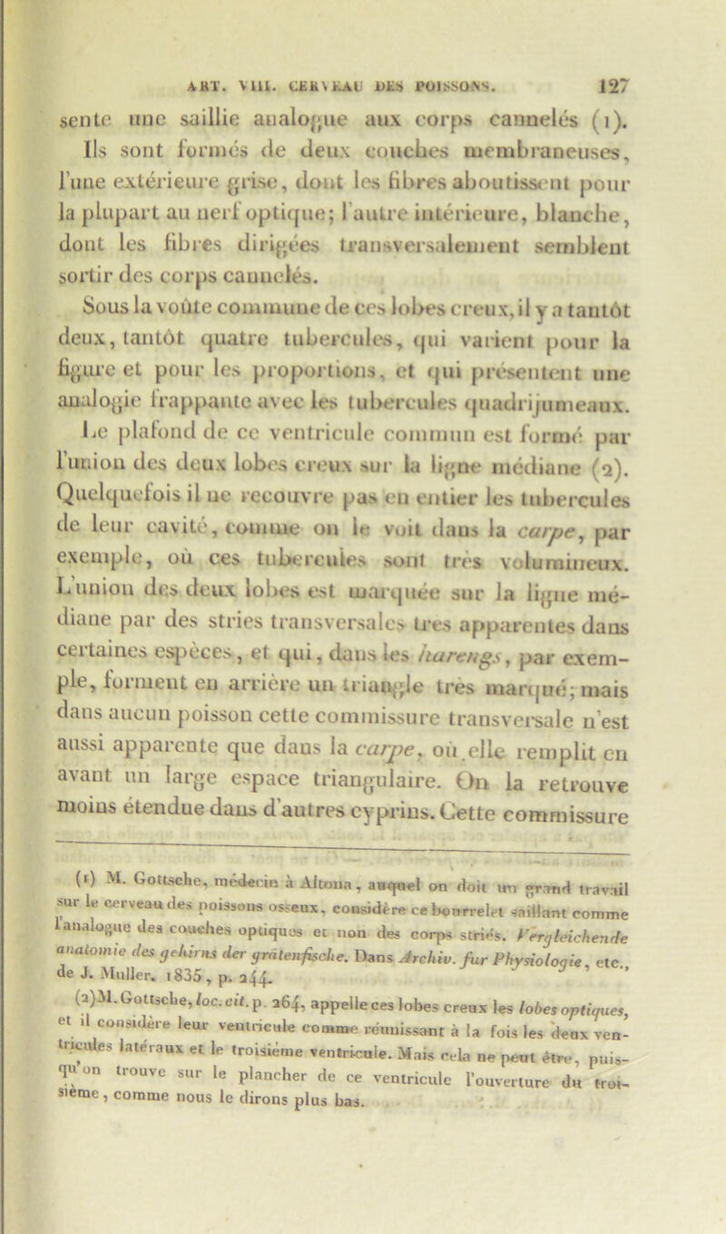 senle line saillic analogue aux corps canueles (1). Us sont formes de deux couches uiembraneuses, l’une exlerieure grise, dout los fibres ahoutisseut pour la plupart au uerfoptique; I’autre interieuire, blanche, dout les fibres dirigees transversalement semhlent sortir des corps cauucles. Sous la voiite commune de ccs lobes creux, il y a tant6t deux, lantof. quutre tubercules, qui valient pour la figure el pour les proportions, et qui presentent une analogic lrappautc avec les tubercules quadrijiinieaux. be plafond de ce ventricule commuu est forme par 1 uuioii des deux lob<\s creux sur la ligne methane ( 2). Quelquefois il ue rccouvre pas en entier les tubercules tie leur cavitc, couuue on ir voil dans la curpe, par exempli:, ou ces tubercules soul ires volumiucux. liunion des deux lobes est marquee sur la iigue me- diane par des stries transversales ires apparentes daus ceitaines especcs, et qui, daus ies iiarengs, par exem- ple, lot in out en arriere un triangle ires marque; mais dans aueun poisson cette commissure transversale n est aussi apparente que daus la cavpe, ouelie remplit cn avant un large espace triangulaire. On la retrouve moius etendue dans d’autres cyprins.Cette commissure (1) M. Gottsche, m64«in a Altuna, auqnet on doit im fir™* travail sur le oerveaudes Poissons osseux. considere ceboorrelet saiilnnt comme 1 analogue des couches opaques et non des corps stries. PrryMchende anatom,e ties yt kirns tier yratenfiseke. Dans Archiv. fur Physioloqie, etc de J. Muller. 1835, p. 244. ‘ ;/ ’ (a)M.Gottscbe, loc.cit.p 264, appelieces lobes creux les lobes optioues, Bt. ,l consider* leur ventricule comme reuuissant a la fois les deux ven- tricules lateraux et le troisieme ventricule. Mais cela ne pent etre, puis- -lu on trouve sur le plancher dc ce ventricule l'ouverlure d« tro,- sieme, comme nous Ic dirons plus bas.