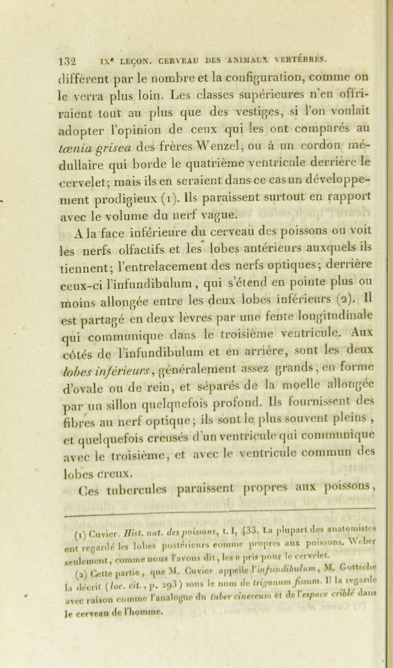 different par le nombreet la configuration, comme on le vena plus loin. Les classes superieures n’en ofiri- raient tout au plus que (les vestiges, si Ton voulait adopter l’opinion de ceux qui les ont compares au tcenia grisea des freres Wenzel, ou a un cordon me- dullaire qui horde le quatrieme ventricnle derriere le cervelet; maisilsen seraient dansce casun developpe- nient prodigieux (1). 11s paraissent surtout en rapport avec le volume du nerf vague. A la face inferieure du cerveau des poissons on voit les nerfs olfaclifs et les lobes anterieurs auxquels ils tiennent; l’entrelacement des nerfs optiques; derriere ceux-ci l'infundibulum, qui s’etend en poiute plus ou moins allongee entre les deux lobes inferieurs (2). ll est partage en deux levres par une fente lougitudinale qui communique dans le troisieme ventricnle. Aux cotes de l’infundibulum et en arriere, sont les deux lobes inferieurs, generalement assez grands, en forme d’ovale ou de rein, et separes de la moellc allongee par un sillon quelquefois profoud. Ils fournissent des fibres au nerf optiquej ils sont le plussouvent pit ins , et quelquefois creuses d’un ventricnle qui communique avec le troisieme, et avec le ventricnle comraun des lobes ereux. Ces tubercules paraissent propres aux poissons, (,) Cuvier. IHst. tint. Jc, poissons, t. I, 433. l.n pluparl de* anatomist..* ont rcft.irdd lei lolir* pmtrfricur* eonime propres au* poisson*. XV.brr neiilcmcnt, cotntne nooa I’avom dit,le*n priipour !c crrv. lrt. (a) Otte partio, que M. Cuvier appelle Vutfundtbulum, M. GottM ie 11 dccrit (lor. cil., p. 29.3) sous Ic nom rle tri.^onum jissum. II la irnar.lr avec raison cm.no I’analoflUr du tuber cintreutn ft ihVcspme cribU dam )p errveau (lc I homme.