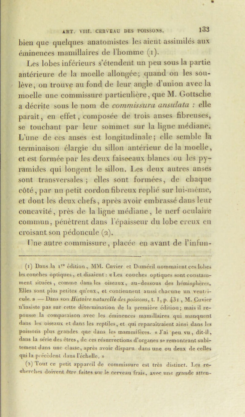 bieu cjue quelques unatoinistes les niciit assimilcs aux eminences raamillaires tie 1’bomme (1). Les lobes inferieurs s’ctendent un peu sous la parlie anterieure rle la moelle ullongee; quand on les sou- leve, on trouve au fond de lour angle d’union avec la moelle une commissure particuliere, que M. Gottscbe a decrite sous le iiom de commissuru ansulata : (die parait, en effet, composee de trois anses fibreuses, se toucbant par leur sommet sur la ligne medium*. L’une de ces anses est longitudinale; elle semblc la terminaison elargie du sillon anterieur de la moelle, et est formee par les deux faiseeaux blancs ou les py- ramides qui longent le sillon. Les deux autres anses sont transversales ; clles sont formers, de cbaque c6te, par un petit cordon fibreux replie sur lui-meine, et dont les deux cbefs, apres avoir embrasse dans leur concavite, pres de la ligne mediane, le nerf oeulaire comniun, penetrent dans l epaisseur du lobe creux en croisant son pedoncule (2). Idle autre commissure, placee en avant de I’infun- (1) Dans la tre edition, MM. Cuvier et Dnmeril nommaient ces lubes les couches optiques, el tlisaient : u Les couches optiques sont constam- wient situees , comme dans les oisenux, au-dessous des hemisplieres. Elies sont plus petites qu’eux, et contieunent aussi chacune un veutii- cule. » — Dans son Hisloire naturelle despoissons, t. I, p. 431 , M. Cuvier n’insiste pas sur cette determination de la premiere edition; mais il re- pousse la comparaison avec les eminences mamillaires qui mnnquent dans les oiseaux et dans les reptiles, et qui reparaitraient ainsi dans les poissons plus {*randes que dans les mammileres. « J’ai peu vu, dit-il, dans la serie des ctres, de ces resurrections d’orpanes se remontrant subi- tement dans unc classe, apres avoir disparu dans une ou deux de celles qui la precedent dans l’cchellc. » (2) Tout ce petit appareil de commissure est tres distinct. Les re- oherehes doivent tUre faites snr le cerveau frais. avec une grande atten-