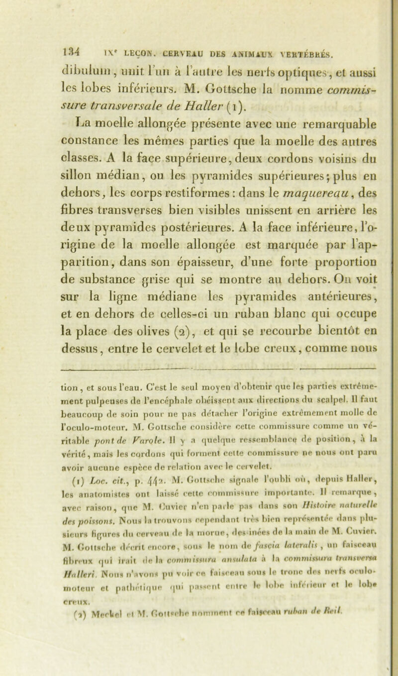 dibuluin, unit 1 un a 1’autre les ueris optiques, et aussi les lobes inferieurs. M. Goltscbe la nomme commis- sure transversale tie Haller (i). La moelle allongee presente avec une remarquable Constance les memes parties que la moelle des autres classes. A la face superieure, deux cordons voisins du sillon median, on les pyramides superieures; plus en dehors, les corps restiformes : dans le maquereau, des fibres transverses bien visibles unissent en arriere les deux pyramides posterieures. A la face inferieure, l’o- rigine de la moelle allongee est marquee par Tap- parition, dans son epaisseur, d’une forte proportion de substance grise qui se montre an dehors. On voit sur la ligne mediane les pyramides anterieures, et en dehors de celles-ci un ruban blanc qui occupe la place des olives (2), et qui se recourbe bientot en dessus, entre le cerveletet le lobe creux, comme nous tion , et sous 1’eau. C’est le seul moyen d’obtenir que les parties extr6me- ment pulpcuses de I’encephale obeissent aux directions du scalpel. 11 faut beaucoup de soin pour ne pas detacher l’origine extrihnement niolle de l’oculo-moteur. M. Gottsche considere cette commissure comme un ve- ritable pontde Parole. 11 y a quelque ressemblancq de position, a la verite, mais les cordons qui torment cette commissure ne nous ont paru avoir aucune espece de relation avec le cei velet. (t) Loc. cit., p. M. Gottsche signale l’oubli oil, depuis Haller, les anatomistes ont laisse cette commissure important)-. II rcmarque, avec raison, que M. Gnvicr n’en parle pas dans son Hittoire naturelle des poissont. Nous latrouvons cependant Iri-s bien representee dans plu- sieurs figures du cerveau de la morue, des-inees de la main de Cuvier, M. Gottsche decnl encore, sous le noin de faicia lateralis , un faisceau fibrcux rpii irait ile la comm issuru an tula la a la commistura transvena I fuller! Nous n'avons pu voir ca faiscean sous le tronc des neifs orulo- moteur et pathetique qui passent entre le lobe infciieur et le lob* crettx. f-i) Meckel cl M. Gottsche nomineut re faisceau ruban de Rail.