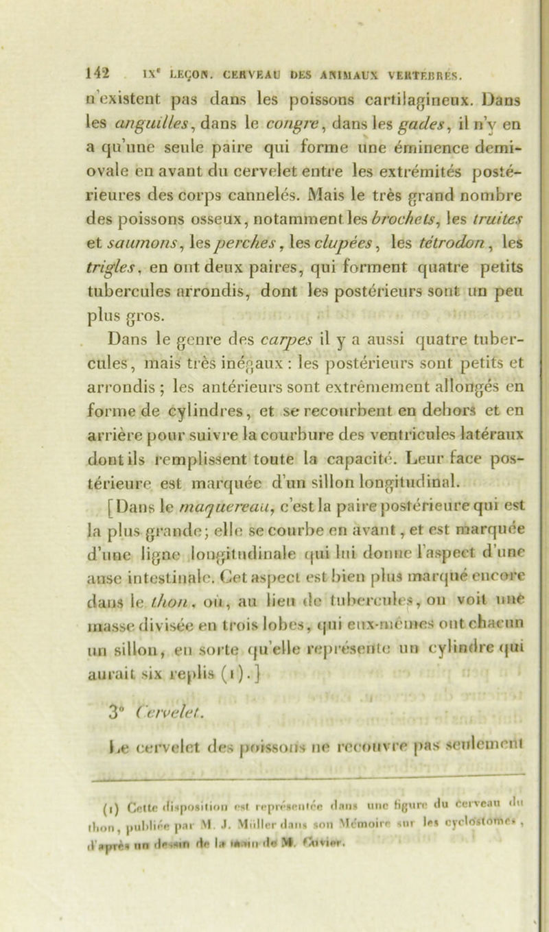 a’existent pas clans les poissons cartilagineux. Dans les anguilles, dans le congre, dans les gades, il nv en a qu’une seule paire qui forme line eminence dcmi- ovale en avant du cervelet entre les extremites poste- rieures des corps canneles. Mais le tres grand nonibre des poissons osseux, notamment les brockets, les truites et saunions, \es perches, les clupees, les tctrodon, les trigles, en ont deux paires, qui forment quatre petits tubercules arrondis, dont les posterieurs sont un pen plus gros. Dans le genre des carpes il y a aussi quatre tuber- cules, mais ti es inegaux : les posterieurs sont petits et arrondis; les anterieurs sont extrernement allonges en forme de cylindres, et se recourbent en dehors et en arriere pour suivre lacourbure des ventricules lateraux dontils remplissent toute la capacite. Leur face pos- terieure. est marquee d un sillon longitudinal. | Dans le marjuereau, c’est la paire posterieure qui est la plus grande; elle secourbe en avant, et est marquee d’unc ligne longitndinale qui Ini domic Inspect d une ansc inteslinale. Get aspect estbien plus marque encore dans le l/ion. oil, an lieu de tubercules, on voit une massedivisee en trois lobes, qui eux-ruemes outchaeun un sillon, en sorte quelle represenle un eylindrequi aurait six replis (i).} 3° Cervelet. Le cervelet des poissons no reoouvre pas seuleincrtl (i) Cette cfiaposilioii est represents (Inns unc figure du Cerveau <lu tlion, public* par M. J. Midler dans sou Mcmoirc snr les cyclostome* , d'apres nn de>sin de l» MMin de M. fJtivier.