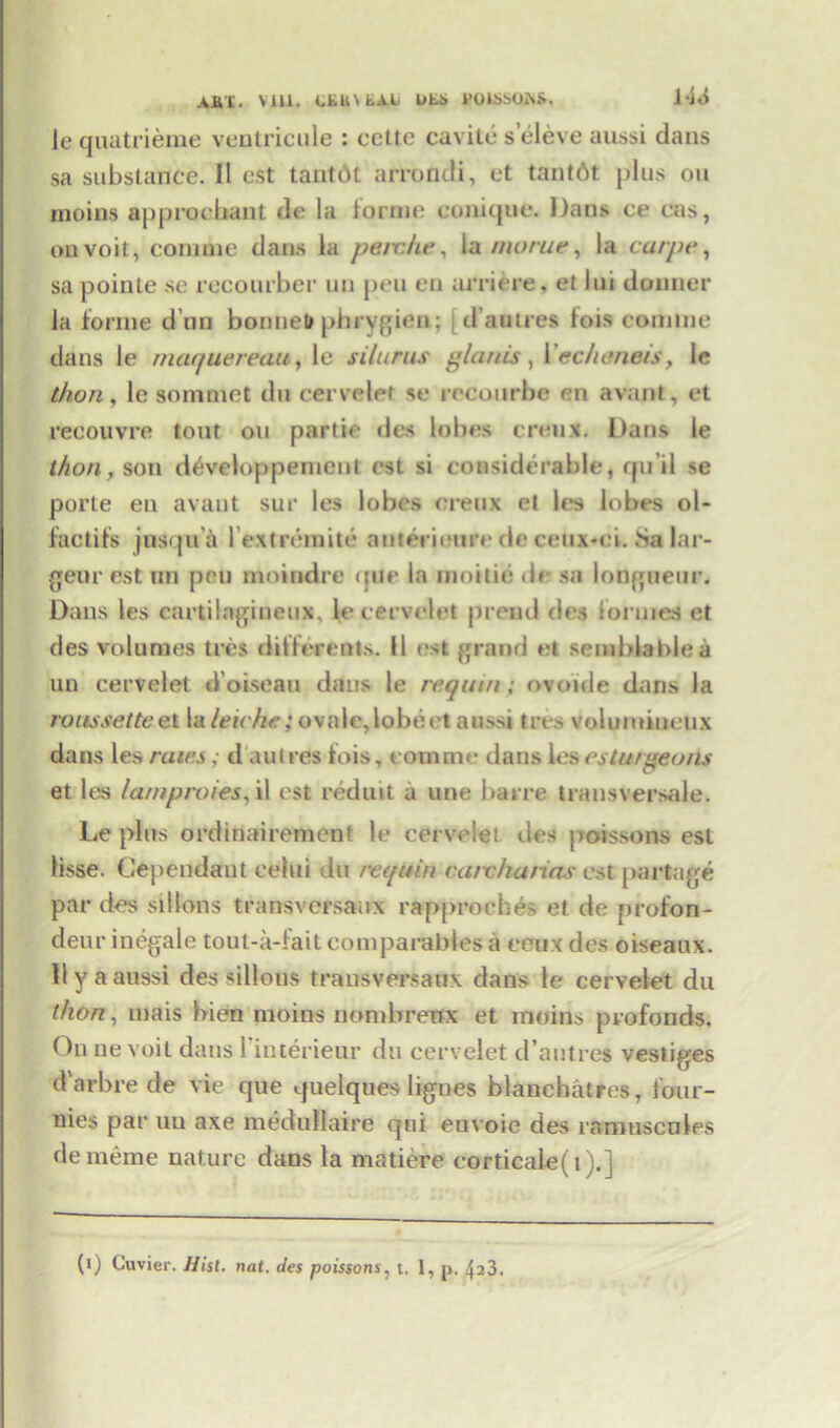AfiT. Vlll. efcU\fcAA Uti l’OlSSOiXS. 144 le quatrieme ventricule : cctte cavite s eleve aussi dans sa substance. II est tantdt arrondi, et tantdt plus on rnoins approcbant de la forme eonique. Dans ce cas, onvoit, coniine dans la peivhe, la mo rue, la carpe, sa pointe se recourber uu pen en arriere. et Jui donner la forme d un bonneto phrygieo; [d’autres fois comine dans le maquereau, le silurus glanis, Yoch&neis, le than, le sommet du cervelef se rrcourbe en avant, et reeouvre tout on partie des lobes creux. Dans le thou, son developpement est si considerable, qu’il se porte en avant sur les lobes creux et les lobes ol- factifs jusqu a l’extremite anterieure de cetix-ei. Sa lar- geur est un pen moindre <jiie la moitie de sa longueur. Dans les cartilngineux, le cervelet prend des tonnes et des volumes ties differents. 11 est grand et semblablea un cervelet d’oiseau dans le re quin; ovoule dans la roussetteel la leiche} ovale,lobeetanssi tees volumineux dans les rates; d an t res fois, tom me dans les esturgeons et les lamproies,il est reduit a une barre transversale. Le plus ordinairement le cervelet des poissons est lisse. (dependant celui du requin carchanas est portage par des sitlons transversaux rapproehes et de profon- deur inegale tout-a-fait comparables a eeux des oiseaux. Ilya aussi des sillotts transversaux dans le cervelet du thon, mais bien rnoins uombrenx et moins profonds. On nevoil dans l'interieur du cervelet d’autres vestiges d’arbre de vie que quelques lignes blanchatres, i'our- nies par uu axe medullaire qui euvoie des ramuscoles dememe nature dans la matiere corticale(i).]