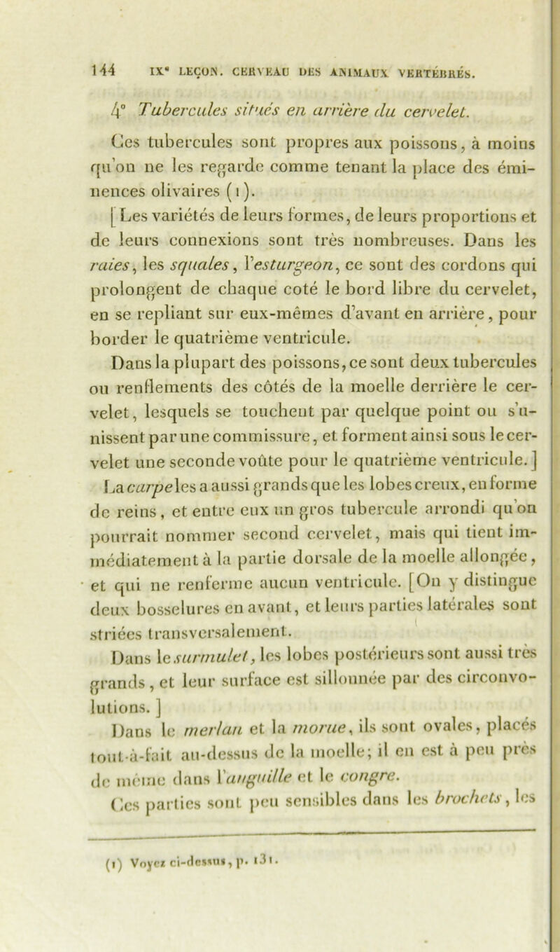 4° Tubercules sit'ids en arriere du cetvelel. Ces tubercules sout pro pres aux poissons, a moins qu’oD ne les regarde comme tenant la place des emi- nences olivaires (1). [ Les varietes de leurs formes, de leurs proportions et dc leurs connexions sont tres nombreuses. Dans les raies, les squales, 1 esturgeon, ce sont des cordons qui prolongent de chaque cote le bord litre du cervelet, en se repliant sur eux-memes d’avant eu arriere, pour border le quatrieme ventricule. Dans la plupart des poissons, ce sont deux tubercules on rendements des cotes de la moelle derriere le cer- velet, lesquels se toucheut par quelque point on s’u- nissent par une commissure, et formentainsi sous le cer- velet une seconde votitc pour le quatrieme ventricule. ] La carpeles a aussi grands que les lobes creux, en forme dc reins, et eutre eux im gros tubercule arrondi quon pourrait nonmier second cervelet, mais qui tient im- mediatement a la partie dorsale de la moelle allongee, et qui ne renferme aucun ventricule. [On y distingue deux bosselures enavant, et leurs parties laterals sout strides transversalement. Dans 1 csurmulet, les lobes posterieurs sont aussi tres grands , et leur surface est sillonnee par des circonvo- lutions. ] Dans le merlon et la morue, ils sont ovales, places tout a-fait au-dessus dc la moelle; il en est a pen pres de memo dans Yangitille et le congre. (les parties sout peu sensibles dans les brochets, les