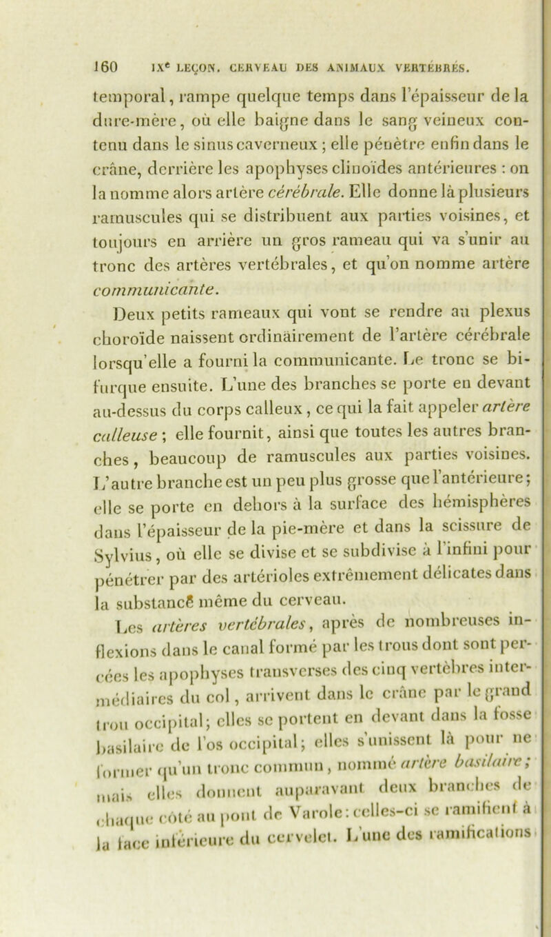 temporal, rampe quelque temps dans lepaisseur dela dure-mere, oil elle baigne dans le sang veineux con- tenu dans le sinuseaverneux ; elle penetre enfindans le crane, dcrriere les apophyses clinoides anterieures : on la nomine alors artere cerebrale. Elle donne laplusieurs rarnuscules qui se distribuent aux parties voisines, et toujours en arriere un gros rameau qui va s’unir au tronc des arteres vertebrales, et qu’on nomme artere communicahte. Deux petits rameaux qui vont se rcndre au plexus cboro'ide naissent ordinairement de l’artere cerebrale lorsqu’elle a fourni la communicante. Le tronc se bi- furque ensuite. L’une des branches se porte en devant au-dessus du corps calleux , ce qui la fait appeler arlere calleuse ; elle fournit, ainsi que toutes les autres bran- ches , beaucoup de rarnuscules aux parties voisines. J/autre branche est un peu plus grosse que l’anterieure; (‘lie sc porte en dehors u lo. surface des lieniispheics dans l epaisseur de la pie-mere et dans la scissure de Sylvius, oil elle se divise et se subdivise a 1 infini pour penetrer par des arterioles extremement delicatesdans la substance merne du cerveau. l.es arteres vertebrales, apres de nombreuses in- flexions dans le canal forme par les trous dont sont per- cees les apophyses transverses des cinq vertebres intcr- mediaires du col, arrivent dans lc crane par le giand iron occipital; dies se portent en devant dans la fosse basilairc de lbs occipital; dies s’unissent l«a pour ne former qu’un tronc common, nomme artere basi/aiiv ; niais ellcs donnent auparavant deux branches de diaque cote au pout de Varole: celles-ci sc ramiflenf a la lace inferieure du cervelet. L’une des ramificattonsi