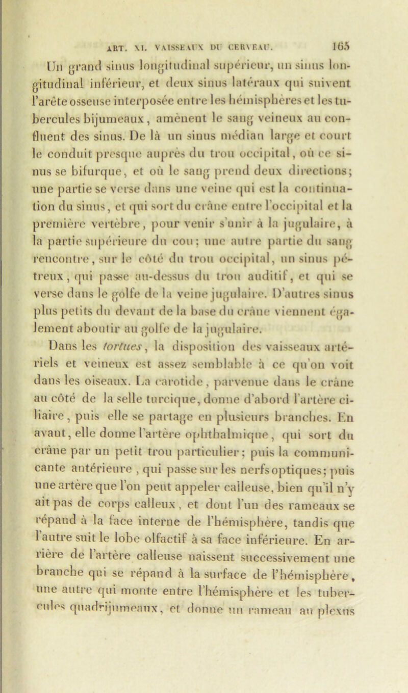 IJn grand sinus longitudinal sup^rieur, un sinus lon- gitudinal inferieur, et deux sinus lateraux qui suivent l’areteosseuse interposee entre les hemispheres et lestu- bercules bijumeaux, amenent le sang veineux an con- fluent des sinus. De la un sinus median large ct court le conduit presque atipres du trou occipital, oil cc si- nus se bifurque, et oil le sang prend deux directions; line partiese verse dans uue veine <pii est la continua- tion du sinus, et qui sort du crane entre l’occipital et la premiere vertbbre, pour venir s’unir a la jugulaire, a la partie superieure du con; uue autre partie du sang rencontre, sur le cote du trou occipital, un sinus pe- treux, qui passe au-dessus du trou auditif, et qui se verse dans le golfe de la veine jugulaire. 1) autre* sinus plus petits du devant de la basedu crane vieunent ega- lemeut aboutir an golle de la jugulaire. Dans les tort lies, la disposition des vaisseaux arte- riels et veineux est assez semblahlc a ce qu'on voit dans les oiseaux. La earotide, parvenue dans le crane au c6te de la selle turcique, donne d’abord lartere ci- liaire, puis elle se partage on plusieurs branches. En avant, elle donne l artere opbtbalmique, qui sort du crane par un petit trou particular; puis la communi- cante anterieure , qui passe sur les nerfsoptiques; puis une artere que Ton pent appeler caileuse. bien qu’il n’y ait pas de corps ealleux , et dout l’un des rameaux se repand a la face interne de 1 hemisphere, tandis que 1 autre suit le lobe olfactif a sa face inferieure. En ar- liere de lartere caileuse naissent successivement une branche qui se repand a la surface de l’hemisphere, une autre qui monte entre 1 hemisphere et les tubor- cules quadrijumeaux, et donne un rameau au plexus