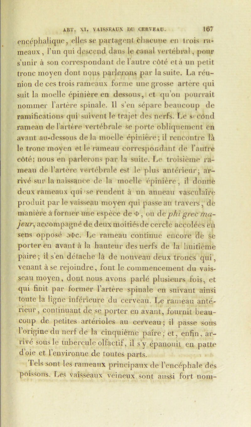 encephalique, elles se partageijt cliacune en trois ra- meaux, l’un qui descend dan.s le canal vertebral, pour s’unir a son correspondant de lautre c6te eta un petit tronc rnoyen dout nous parjerons par la suite. La reu- nion de ces trois rameaux forme unegrosse artere qui suit la moelle epiniere en dessous, et qu’on pourrait nominer lartere spinale. II s’en separe beaucoup de ramifications qui suivent le trajet des nerfs. Le si eond rameau de 1 artere vert^brale se porte obliquement en avant au-dessous de la moelle epiniere; il rencontre la le tronc moycn et le rameau correspondant de Pa litre c6te: nous en parlerons par la suite. Le troisieme ra- meau de l artere vartebrnle est le plus antericur; ar- rive1 sur la naissanee de la moelle epiniere, il domie deux rameaux qui se pendent a un anneau vaseulaire produit par le vaisseau moyen qui passe an travel’s, de maniere a former nne espece de »l>, on de phi grec r;ia- jew\ aeeompagne de deux moitiesde cercle accol6es en sens oppose o4’c. Le rameau continue encore de Sc porter en avant a la hauteur des nerfs de la buitieme paire; il sen detache la de nouveau deux troucs qui, venant ase rejoindre, font le commencement du vais- seau moyen, dout nous avons parle plusieurs fois, et qui fin it par former lartere spinale en suivant ainsi toute la ligne inferieure du cerveau. Le rameau ante- rieur, continuant de se porter en avant, fournit beau- coup de petites arterioles au cerveau; il passe sous Toriginedu nerf de la cinquieme paire; et, enfin, ar- rive sous le tubercule olfactif, il s’y epauouil en patte d oie et I’environne de toutes parts. Tels sont les rameaux principaux de l’encephale des poissons. Les vaisseaux veineux sont aussi fort nom-