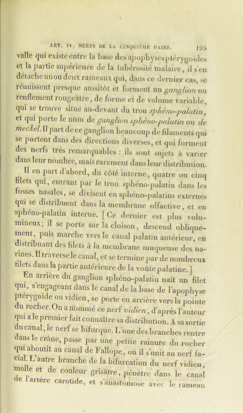 vdllc qui existcentre la base des apophysespterygoides et la partie superieure de la tuberosity malaire, il s en detacheunou deux raineaux cjui, daus ce dernier cas, se reuuissent presque aiissitftt et torment nn ganglion on renflement rouge&tre, dc forme et de volume variable, qui se trouve situe au-devant du trou spheno-palatin, et qui porte le horn de ganglion spheno-palatin ou de tneckel. II part dece ganglion beaucoup de filaments qui se portent dans des directions diverses, et qui formeut des nerfs tres remarquables : ils sont sujets a varier dansleur nombre, maisrarernent dansleur distribution. H en part d’abord, du c6te interne, qnatre ou cinq filets qui, entrant par le trou spheno-palatin dans les fosses nasales, se divisent en spheno-palatins externes qui se distribuent dans la membrane olfactive, et en spheno-palatin interne. [ Ce dernier est plus volu- mineux; il se porte sur la cloison, descend oblique- ment puis marche vers le canal palatin anterieur, en distribuant des filets a la membrane muqueuse des na- nnes II traverse le canal, et se termine par de nombreux hlets dans la partie anterieure de la voute palatine. ] En arriere du ganglion spheno-palatin nait un filet qui, s engageant dans le canal de la base de l’apophvse Pterygoide ou vidien, se porte en arriere vers la pointe u rocher.On a nomine ce nerf vidien, d’apres l’auteur qm ale premier fait connaitresa distribution. A sasortie u canal, le nerf se bifurque. L’une des branches rentre ans le crane, passe par une petite rainure du rocher qm aboutit an canal de Fallope, oil il s unit an nerf fa- cial L autre branche de la bifurcation du nerf vidien, mol e et de couleur grisatre, penetre dans le canal aiteie caiotide, el sanastomose avec le rameau