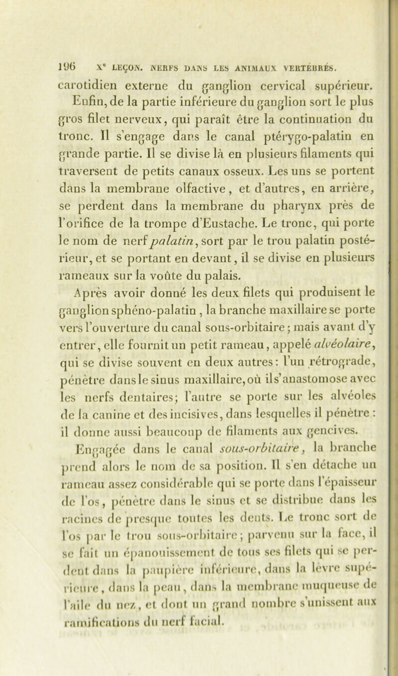 carotidien externe du ganglion cervical superieur. Enfin,de la partie inferieure du ganglion sort le plus gros filet nerveux, qui parait etre la continuation du tronc. II s’engage dans le canal pterygo-palatin en grande partie. 11 se divise la en plusieurs filaments qui traversent de petits canaux osseux. Les uns se portent dans la membrane olfactive, et d’autres, en arriere, se perdent dans la membrane du pharynx pres de l’orifice de la trompe d’Eustache. Le tronc, qui porte le nom de ncrf palatin, sort par le trou palatin poste- rieur, et se portant en devaut, il se divise en plusieurs rarneaux sur la voute du palais. Apres avoir donne les deux filets qui produisent le ganglion spheno-palatin , la branche maxillairese porte versl’ouverture du canal sous-orbitaire; mais avant d’y entrer, elle fournit un petit rameau, appele alveolaire, qui se divise souvent en deux autres: l’uu retrograde, penetre dans le sinus maxillaire,ou ils’anastomose avec les ncrfs dcntaires; l’autre se porte sur les alveoles de la canine et desincisives, dans lesquelles il penetre : il donne aussi beaucoup dc filaments aux gencives. Engag^e dans le canal sous-orbitaire, la branche prend alors le nom de sa position. Il sen detache un rameau assez considerable qui sc porte dans 1 epaisseur de I’os, penetre dans le sinus et se distribue dans les racincs dc presque toutes les dents. Le tronc sort de Los par le trou sous-orbitaire; parvenu sur la face, il se fait un epanouissement dc tons ses filets qui sc per- dent dans la paupierc inferieure, dans la levre sujn*- rieurc, dans la peau, dans la membrane inuqueuse de I'aile du nez, et dont un grand nombre s unissent aux ramifications du ncrf facial.