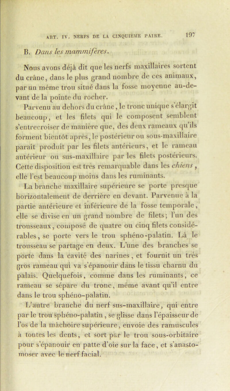 10? B. Dans les mammiferes. Nous avons deja dit que les nerfs niaxillaires sortent du crane, dans le plus grand nombre de ces animaux, par an memo trou situ£ dans la fosse moycnne an-de- vant de la pointe du rocber. Parvenu au dehors du crane, le tronc unique s elargit beaucoup, et les fdets qui le composent semblent s’entrecroiser de maniere que, des deux rameaux qu ils torment bicntot apres,le posterieurou sous-ma\illaire parait prod11it par les Hlets anterieurs, et le ratueau anterieur on sus-maxillaire par les filets posterieurs. Cette disposition est tres remarquable dans les chiens , elle l est beaucoup moins dans les ruminants. La branche maxillaire superieure se porte presque borizontalement de derriere en devant. Parvenue a la partie anterieure <'t inferieure de la fosse temporale, elle se divise en un grand nombre de filets; l’un des trousseaux, compose de quatre ou cinq filets conside- rables, se porte vers le trou spheno-palatin. La le trousseau se partage en deux. L’une des branches se porte dans la cavite des narines , et fournit un tres gros rameau qui va s’epanouir dans le tissu cbarnu du palais. Quelquefois, comme dans les ruminants, ce rameau se separe du tronc, meme avant qu’il entre dans le trou spheno-palatin. T/autre branche du nert sus-maxillaire, qui entre par le trou spheno-palatin , se glisse dans l’epaisseur de l’os de la machoire superieure, envoie des ranmscules a toutes les dents, et sort par le trou sous-orbitaire pour s’epanouir en patte d’oie sur la face, et s’anasto- moser aver le nerf facial.