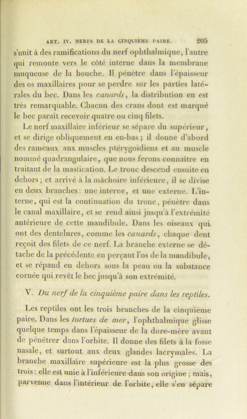 s’unit a des ramifications du nerf ophtbalmique, 1 autre qui remonte vers le cote interne dans la membrane muqueuse de la bouche. II penetre dans lepaisseur des os maxillaires pour se perdre snr les parties late- rales du bee. Dans les canards, la distribution en est tres remarquable. Cbacun des crans dont est marque le bee parait recevoir quatre on cinq filets. Le nerf maxillaire inferieur se separe du superieur, et se dirige obliquement en en-bas ; il donne d’abord des rameaux aux muscles ptei ygoidiens et an muscle nomine quadrangulaire, (pie nous ferons connaitre en traitant de la mastication. Le tronc descend ensuite en dehors; et arrive a la machoire inlerieure, il se divise en deux branches: une interne, et une externe. I/in- terne, qui est la continuation du tronc, penetre dans le canal maxillaire, et se rend ainsi jusqu’a 1’extremite anterieure de cette mandibule. Dans les oiseaux qui out des dentelures, coniine les canards, cliaque dent recoit des filets de ce nerf. La branche externe se de- tache de la precedente en percant l’os de la mandibule, et se repand en dehors sous la peau ou la substance cornee qui revet le bee jusqu’a son extremite. V. Du nerf de la cmquieme paire dans les reptiles. Les reptiles out les trois branches de la cinquieme paire. Dans les tortues de mer, l’ophthalmique glisse quelque temps dans lepaisseur de la dure-mere avant de penetrer dans 1 orbite. Il donne des filets a la fosse nasale, et surtout aux deux glandes lacrymales. La branche maxillaire superieure est la plus grosse des trois: elle est uuie a l inlerieure dans son origiue ; mais, parvenue dans 1 iuterieur de l’orbite, elle s en separe