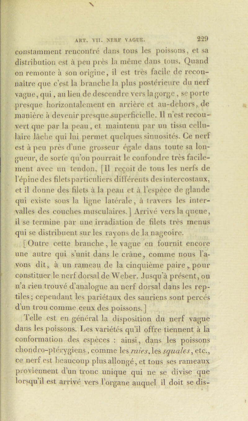 \ AHT. VII. NERF VAGUE. 229 constamment rencontre clans tons ies poissons, et sa distribution ost a pen pres la memo dans tons. Quand on remonte a son origine, il est ties facile de rccon- naitre que c’cst la branche la plus posterieure du nerf vague, cpii, au lieu dc descendre vers lagorge, sc porte presque horizontalement en arriere et au-dehors. de maniere a devenir presque-supcrficiclle. 11 n’cst recon- vert que par la peau, el maintenu par un tissu cellu- lairc lacbe cpti lui permet quelques sinuosites. Ce nerf est a peu pres d une grosseur egale dans toute sa lon- gueur, de sorte qu’on pourrait le confondre tres facile- ment avec un tendon. 111 revolt de tons les neris de l epincdes filetsparticuliers dilferents desintercostaux, et il donne des diets a la peau et a l especc de glande qui existe sous la ligne laterale, a leavers les inter- valles des couches musculaires. ] Arrive vers la queue, il se termine par une irradiation de filets tres menus qui se distribuent sur les rayons de la nageoire. [Outre cette branche, le vague en fournit encore une autre qui s’unit dans le crane, coniine nous l'a- vons dit, a un rameau de la cinquieme pairevpour constituer le nerf dorsal de Weber. lusqu'a present, on n a rieu trouve d'aualogue au nerf dorsal dans les rep- tiles; cependaut les parietaux des sauriens sout perces dun trou comine ceux des poissons.] Telle est en general la disposition du nerf vague dans les poissons. Les varietes qu’il offre tiennent a la conformation des especes : ainsi, dans les poissons chondro-pterygieus , comme les raies, les squales, etc., ce nerf est bcaucoup plus allonge, et tous ses rameaux proviennent d’un trouc unique qui ne se divise que lorsqu’il est arrive vers l organe auquel il doit se dis-