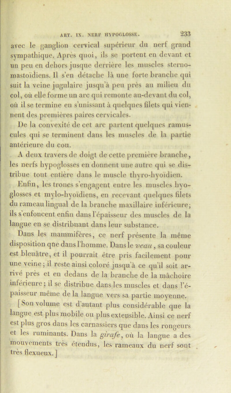 avec le ganglion cervical superieur dn nert grand sympathique. Apres quoi, ils se portent en devant et un peu en dehors jusque derriere les muscles sterno- mastoidiens. II s’en detache la nne forte branche tjui suit la vcine jugulaire jusqu’a pen pres an milieu du col, ou elle forme un arc qui remonte au-devant du col, oil il se termine en s’unissant a quelques filets qui vien- nent des premieres paires cervicales. De la convexite de cet arc partent quelques ramus- cules qui se terminent dans les muscles de la partie anterieure du con. A deux travers de doigt dccettc premiere branche, les nerfs hypoglosses en donnent une autre qui se ilis— tribue tout entierc dans le muscle thyro-hyoidien. Enfin, les troncs s’engagent entre les muscles hyo- glosses et mylo-hyoidiens, en recevant quelques filets du rameau lingual de la brauche maxillaire inferieure; ils s eufoncent enfin dans lepaisseur des muscles do la langue en se distribuant dans leur substance. Dans les mammiferes, ce nerf presente la meme disposition qne dans 1 homme. Dans le veau , sa couleur est bleuatre, et il pourrait etre pris facilement pour une veine; il reste ainsi colore jusqua ce qu il soit ar- ri\ e pres et en dedans de la brauche de la ruaehoire infeiieure; il se distribue dans les muscles et dans l e- paisseur meme de la langue vers sa partie moyenne. [Son volume est dautant plus considerable que la langue est plus mobile ou plus extensible. Ainsi ce nerf est plus gios dans les carnassiers que dans les rongeurs et les ruminants. Dans la girafe, oil la langue a des mouvements tres eteudus, les rameaux du nerf sont tres flexueux.]