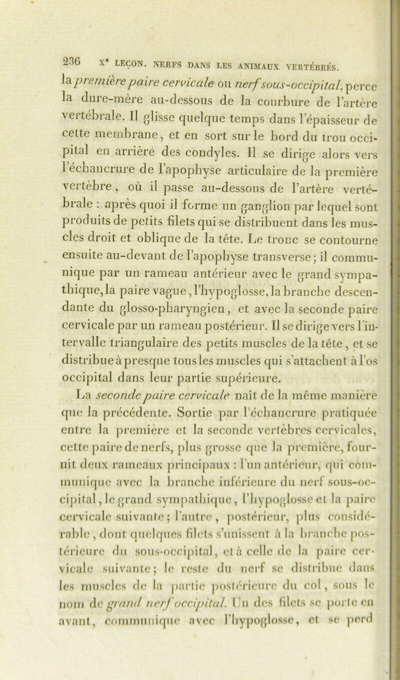 la premiere paire cervicale on nerfsous-occipital, percc la dure-mere au-dessous de la courbure de l’artere vertebrate. II glisse quelque temps dans l’epaisseur de eette membrane, et en sort surle bord du trou occi- pital en arriere des condyles. II se dirige alors vers 1 echancrure de lapopbyse articulaire de la premiere vertebre, ou il passe au-dessous de l’artere verte- brale : apres quoi il forme un ganglion par lequel sont produits de petits filets qui se distribuent dans les mus- cles droit et oblique de la tete. Le tronc se contourne ensuite au-devant de l’apophyse transverse; il commu- nique par un rameau anterieur avec le grand sympa- tbique,la paire vague,l’bypoglosse,labrancbe descen- dante du glosso-pbaryngien, et avec la seconde paire cervicale par un rameau posterieur. Il se dirige vers l iu- tervalle triangulaire des petits muscles de la tete, et se distribue a presque tousles muscles qui s’attaehent al’os occipital dans leur partie superieure. La seconde paire cervicale nait de la merae maniere quo la precedente. Sortie par lecbancrure pratiquee entre la premiere et la seconde verfebres cervicales, eette paire denerfs, plus grosse que la premiere, four- nit deux rameaux principaux : fun anterieur, qui com- munique avec la brancbe inferieure du nerf sous-oc- cipital, le grand sympathique, I’bypoglossc et la paire cervicale suivante; fautre , posterieur, plus conside- rable , dont quelques filets s’unissent a la brancbe pos- terieure du sous-oceipital, elaccllede la paire cer- vieale suivante; le teste du nerf sc distribue dans les muscles de la panic posterieure du col, sous le nom de grand nerf Occipital. I n d(;s filets sc porle en avant, communique avec l liypoglosse, cl se perd