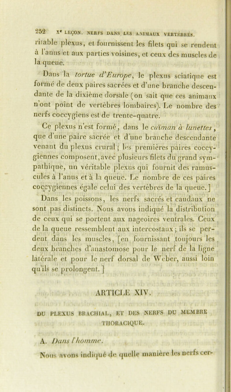 ri.'able plexus, el fournissent !es filets qui se rendent a 1 anus et aux parties voisines, et ceux des muscles de la queue. Dans la toj'tue d’Europe, le plexus scialiqne est forme de deux pairessacrees et d’une branche descen- dante de la dixierne dorsale (on sait que ces animaux nont point de verlebres lombaires). Le nombre des nerfs coccygiens est de trente-quatre. Ce plexus n’est form6, dans le caiman a lunettes, que d une paire sacree et d une branche descendante venant du plexus crural • les premieres paires coccy- giennes composent,avec plusieurs filets du grand sym- palbique, un veritable plexus qui fournit des ramus- cides a 1’anus et a la queue. Le nombre de ces paires coccygiennes egale celui des vertebres de la queue.] Dans les poissons, les nerfs sacres et caudaux ne sont pas dislincts. Nous avons indique la distribution de ceux qui se portent aux nageoires ventrales. Ceux de la queue ressemblent aux intercostaux; its se pcr- dent dans les muscles, [en fournissant toujours les deux branches d’auastomose pour le nerf de la ligne lalerale et pour le nerf dorsal de Weber, aussi loin qu’ils se prolongent. ] ARTICLE XIV. DU PLEXUS BHACHIAL, ET DES NERFS DU MEMBRE TIIORAC1QUE. A. Puns Fhomme. Nous avons indiqu^ tic quelle maniere h;s ueriscer-