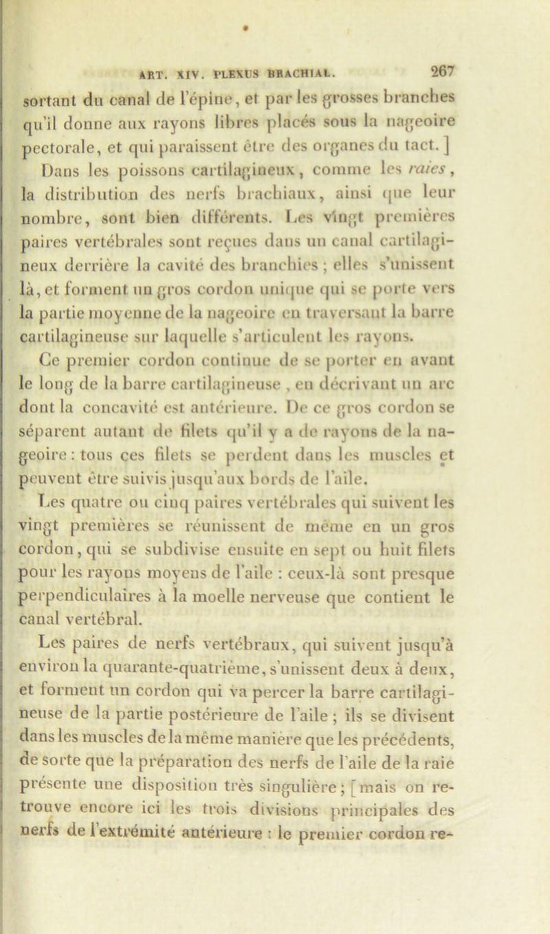 sortant du canal cle lepine, et par les grosses branches qu’il donne aux rayons libres places sous la nageoire pectorale, et qui paraissent etre des organesdu tact. ] Dans les poissons cartilagineux, comme les rates, la distribution des nerfs bracbiaux, ainsi <pie leur nombre, sont bien differents. Les vingt premieres paires vertebrales sont revues dans un canal cartilagi- neux derriere la cavite des branchies ; elles s’unissent la,et forment un gros cordon unique qui se porte vers la partie inoycnne de la nageoire en traversaut la barre cartilagineuse sur laquelle s’articuleut les rayons. Ge premier cordon continue de se porter en avant le long de la barre cartilagineuse , en decrivant un arc dont la concavite est anterieure. De ce gros cordon se separent autant de filets qu’il v a de rayons de la na- geoire : tous ces filets se perdent daus les muscles et peuvent etre suivis jusqu’aux bords de l’aile. T^es quatre on cinq paires vertebrales qui suivent les vingt premieres se reunissent de meme en un gros cordon, qui se subdivise ensuite en sept ou huit filets pour les rayons inoyeus de l’aile : ceux-la sont presque perpendiculaires a la moelle nerveuse que contient le canal vertebral. Les paires de nerfs vertebraux, qui suivent jusqu’a environ la quarante-quatrieme, s’unissent deux a deux, et forment un cordon qui va percer la barre cartilagi- neuse de la partie posterieure de l’aile; ils se divisent dans les muscles dela meme maniere que les precedents, de sorte que la preparation des nerfs de l'aile de la raie presente une disposition tres singuliere; [ mais on re- trouve encore ici les trois divisions principales des nerfs de 1 extremite anterieure : le premier cordon re-