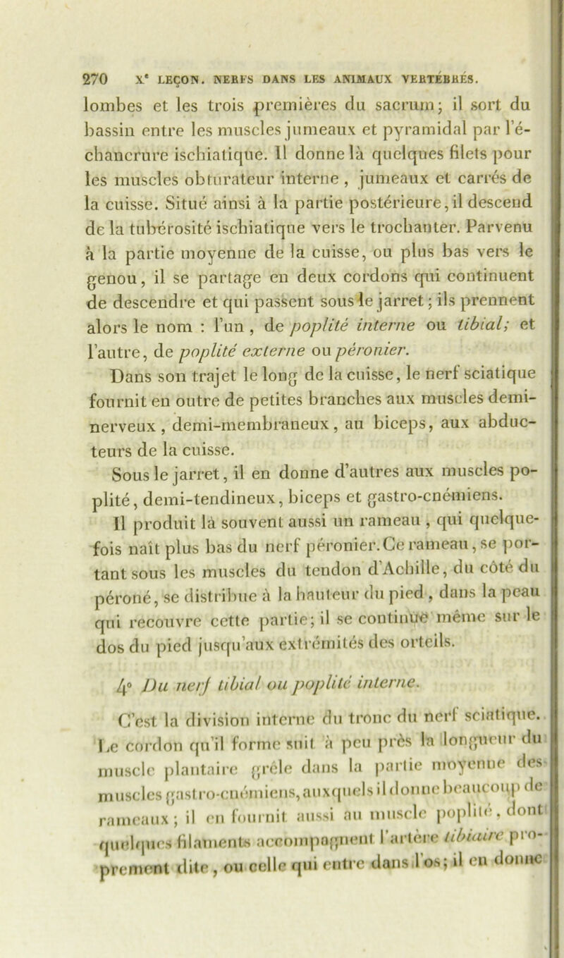 lombes et les trois premieres da sacrum- il sort du bassin entre les muscles jumeaux et pyramidal par Fe- cbancrure ischiatique. 11 dormela quelques filets pour les muscles obturateur interne , jumeaux et carres de la cuisse. Situe ainsi a la partie posterieure, il descend de la tuberosite iscbiatiqne vers le trochanter. Parvenu a la partie moyenne de la cuisse, ou plus bas vers le genou, il se partage en deux cordons qui continuent de descendre et qui passent sousle jarret; ils prennent alors le nom : Fun , de poplite interne ou libial; et l’autre, de poplite exlerne ou peronier. Dans son trajet le long dc la cuisse, le nerf sciatique fonrnit en outre de petites branches aux muscles demi- nerveux , demi-membraneux, an biceps, aux abduc- teurs de la cuisse. Sousle jarret, il en donne d’autres aux muscles po- plite, demi-lendincux, biceps et gastro-cnemiens. Il produit la souvent aussi un rameau , qui quelque- fois nail plus bas du nerf peronier.Ge rameau, se por- tant sous les muscles du tendon dAchille, du cotedu perone, se distribue a la hauteur du pied , dans la pcau qui recouvre cette partie; il se continue menie sur le dos du pied jusqu aux ext remites des orteils. 4° Du nerf Libial ou poplite interne. C ost la division interne du tronc du ncrl sciatique. I,e cordon qui I forme suit a peu pr6s la longmui du muscle plantaire grele dans la partie moyenne des muscles gastro-cnemiens, auxquelsd domic beaucoupde rameaux; il en fournit aussi an muscle poplin*, dont quelques filaments aeeompngnent I’artere libiaire pro- prement dite , ou celle qui entre dans.Fos; il en domic