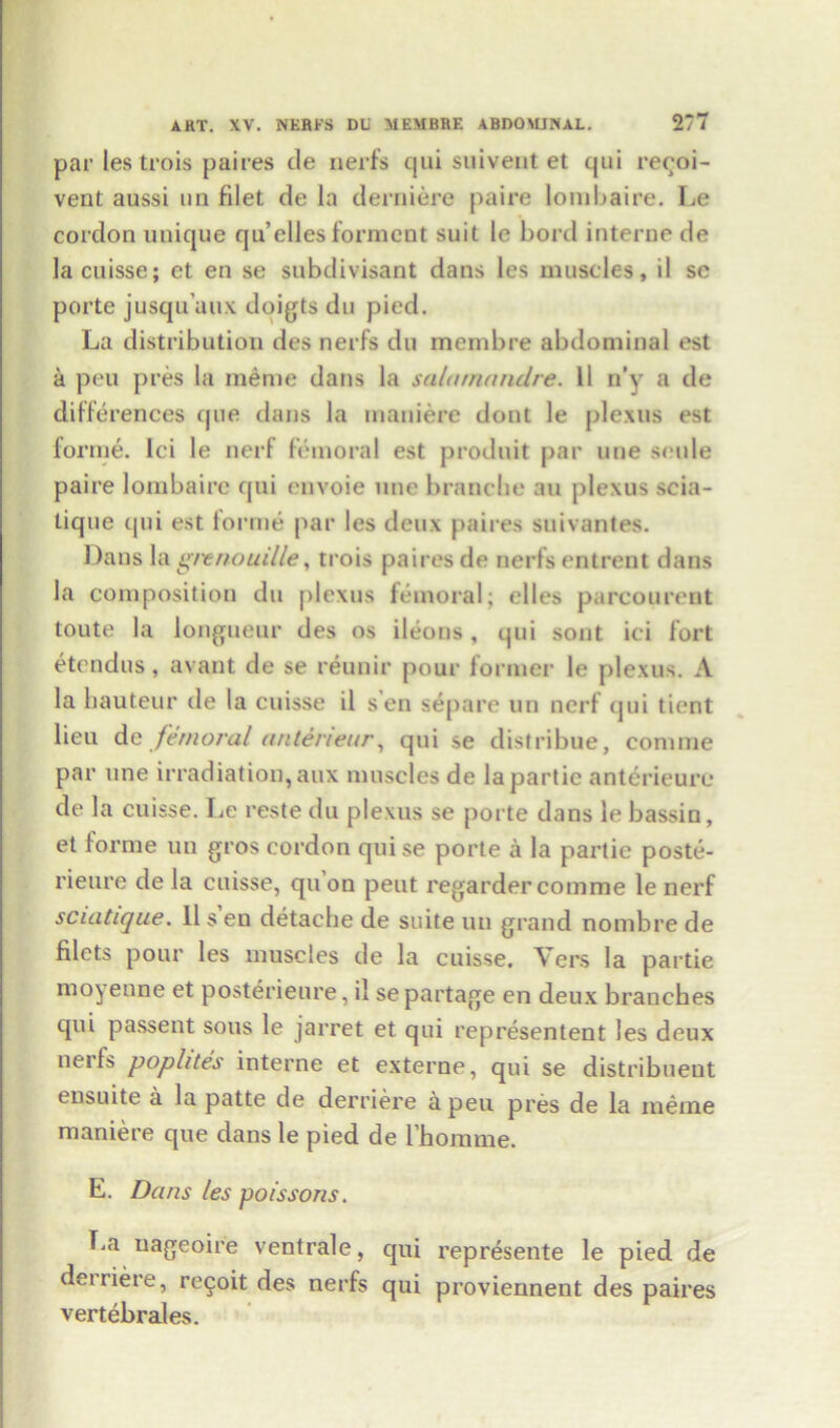 par les trois paires tie nerfs qui suivent et tjui resol- vent aussi un filet de la derniere paire lombaire. Le cordon unique qu’elles formcnt suit le bord interne de lacuisse; et en se subdivisant dans les muscles, il sc porte jusqu’aux doigts du pied. La distribution ties nerfs du membre abdominal est a peu pres la meme dans la salarnandre. 11 n’y a de differences tjue dans la maniere dont le plexus est forme. Ici le nerf femoral est produit par une scale paire lombaire qui envoie une branclie an plexus scia- tique qui est forme par les deux paires suivantes. Dans la grenouiile, trois paires de nerfs entrent dans la composition du plexus femoral; elles parcourent toute la longueur des os ileons, qui sont ici fort etendus, avant de se reunir pour former le plexus. A la hauteur tie la cuisse il s en separe un nerf qui tient lieu de femoral anteneur, qui se distribue, coniine par une irradiation,aux muscles de laparlic anterieure de la cuisse. Le reste du plexus se porte dans le bassin, et forme un gros cordon quise porte a la partie poste- rieure de la cuisse, qu on peut regarder comrae le nerf sciatique. 11 sen detache de suite un grand nombre de filets pour les muscles tie la cuisse. Vers la partie moyeune et posterieure, il se partage en deux branches qui passent sous le jarret et qui representent les deux nerfs pophtes interne et externe, qui se distribueut ensuite a la patte de derriere a peu pres de la meme maniere que dans le pied de fbomme. E. Dans les poissons. La uageoire ventrale, qui represente le pied de deiriere, re^oit des nerfs qui proviennent des paires vertebrates.