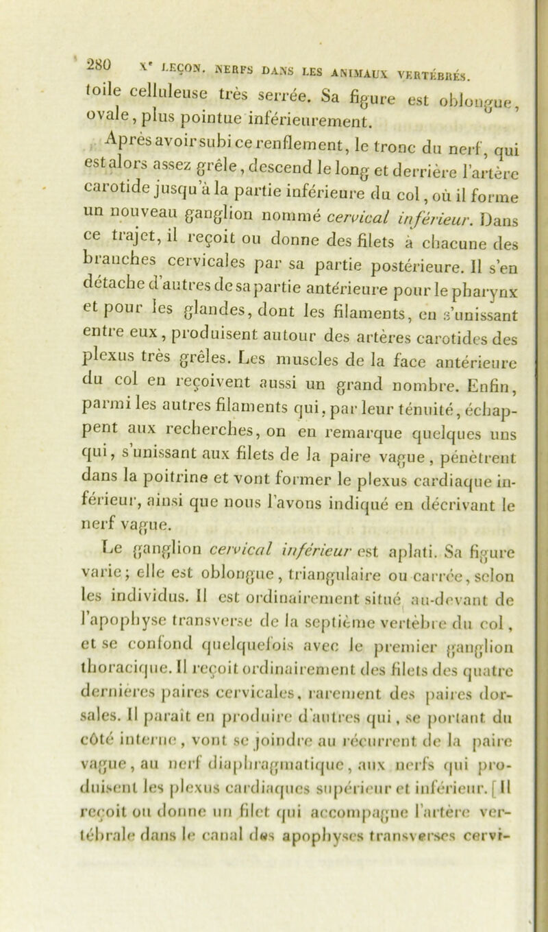 toile celluleuse tres serree. Sa figure est obJougue, ovale, plus pointue inferieurement. Apres avoirsubi cerenflement, le tronc du nerf, qui estalors assez grele, descend le long et derriere l’artere carotide jusqu a la partie infcrieure du col, oil il forme un nouveau ganglion nomme cervical inferieur. Dans ce trajet, il recoit ou donne des filets a cbacune des branches cervicales par sa partie posterieure. 11 sen dctache d autres desapartie anterieure pour le pharynx et pour les glandes, dont les filaments, eu s’unissant entie eux , produisent autour des arteres carotides des plexus tres greles. Les muscles de la face anterieure du col eu recoivent aussi un grand nombre. Enfin, parini les autres filaments qui. par leur tenuite, echap- pent aux recherches, on en remarque quelques uns qui, s unissant aux filets de la paire vague, penetrent dans la poitrine et vont former le plexus cardiaque in- ferieur, ainsi que nous l’avons indique en decrivant le nerf vague. Le ganglion cervical inferieur est aplati. Sa figure varie; elle est oblongue, triangulaire ou carree, scion les individus. II est ordinairement situe au-devant de 1’apophyse transverse de la septieme vertebre du col, et se con fond quclquelois avec le premier ganglion thoracique. II rccoit ordinairement des filets des quatre dernieres paires cervicales, rarement des paires dor- sales. II parait en produire d autres qui, sc porlant du cOtc interne, vont sc joindre au recurrent de la paire vague, au nerf diaphragmatique, aux nerfs qui pro- duiscnl les plexus eardiaques superieur et inferieur. [II recoit on donne un filet qui accompagne I arterc ver- tebrale dans le canal dws apophyses transverse* cervr-