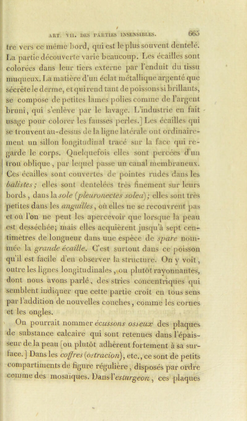 tre vers ec memo bord, qui est leplussouvent dentele. La partie decouverte varie beaucoup. Les ecaillessont colorees dans lcur tiers externe par lenduit du tissn muqueux. La matiere d’un eclat metalliqne argente quo secretele derme, et qui rend taut de poissons si brillants, se compose depetites lames polios comine de 1 argent bruni, qui s’enleve par le lavage. L’industrie cn fait usage pour colorer les fausses perles.] Les ccailles qui se trouventau-dessus de la ligne lateralc out ordinaire- ment un sillon longitudinal trace sur la face qui re- garde le corps. Quelquefois el les sont percees d un Iron oblique, par lequel passe un canal niembraneux. Cos ccailles sont couvertes de pointes rudes dans les batistes; elles sont dentelees tres finement sur leurs bords , dans la sole [pleurunectes solea); elles soul tres petites dans les anguilles, oil elles ne se recoin rent pas et oil Ton ue pent les apercevoir que lorsque la peau est desseebee; mais elles acquierent jusqu’a sept cen- timetres de longueur dans uue espece de spare nom- inee la grande ecaille. C’est surtout dans ce poissou quil est taeile den observer la structure. On y voit , outre les ligues longitudiuales , on plutot rayounantes, dont nous avonsparle, des stries concentriques qui scmblent indiquer que cette partie croit en tous sens par 1 addition de nouvelles couches, coniine les cornes et les ongles. On pourrait nommer ecussons osseux des plaques de substance calcaire qui sont retenues dans lepais- seur de la peau [ou plutot adherent fortement a sa sur- lace. ] Dans les coffres (ostracionj, etc,, ce sont de petits comparliments de figure reguliere , disposes par ordre com me des mosaiques. Dansl esturgeon , ces plaques