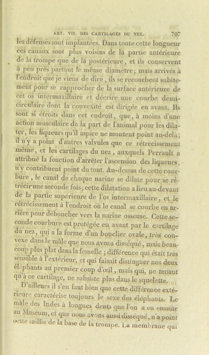 les defenses son t implantees. Daus toute cette longueur ces cahaux sont plus voisins de la partie auterieure de la trompe que de la posterieure, et ils couserveut a pen pres part but fe m$me diametre; mais arrives a l’endroit que je vieus de dire , ils se recourbent subite- ment pour se rapproeher de la surface auterieure de cot os intermaxillairo ct decrire uue courbe demi- cii culaire dont la convcxite est dirigec en avant. 11s sont si etroits daus cet endroit, que, a moins dune action musculaire de la part de l’animal pour les dila- tci, les liqueurs qu il aspire ue montent point au-dela; il ny a point dautres valvules que ce retrecissemeut meme, et les cartilages du nez , auxquels Perrault a attribue la louction d’arreter i ascension des liqueui s. ny contribuent point dutout. Au-dessus de cette cour- bure , le canal de chaque narine sc dilate pour se re- 1 recir une secoude fois; cette dilatation a lieu au-devant de la partie superieure de l’os intermaxillaire, et le retrecissemeut a 1 endroit oil le canal se courbe en ar- liere pour deboueber vers la narine osseuse. Cette se- conde coui bure est protegee en avant par le cartilage du nez, qui a la forme d’un bouclier ovale, tres con- vexe dans le male que nous avons disseque, mais beau- coup plus plat dans la femelle ■ difference qui etait tres sensible a 1’exterieur, et qui faisait distingtier nos deux elephants an premier coup dbeil, mais qui, ue tenant qu a ce cartilage, ne subsiste plus dans le squelette. D ailleurs il s’en faut bien que cette difference exte- neure caracterise toujours le sexe des elephants. Le ma edes Indes a longues dents que ion a eu ensuite u^eum, ct que uous avons aussidisseque, n’a point c tit aai ie de ia base de la trompe. La membrane qui