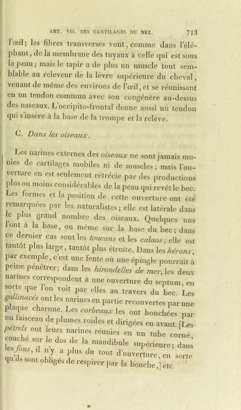 loeil; les fibres transverses vont, comme dans 1 ele- phant , de la membrane des tuyaux a celle cjui est sous la peau; mais Je tapir a de plus un muscle tout sem- blable au releveur de la levre superieure du cbeval, venant de meme des environs de l’oeil,et se reunissant on un tendon commun avec son congenere au-dessus des naseaux. L occipito-lronta! donnc anssi un tendon (]ui s insere a la base de la troinpe et la releve. G. Dans les uiseaux. r.es nannes externes clcs uiseaux ne sont jamais mu- mes de cartilages mobiles ni de muscles; mais I'ou- verture en est seulemom retrecie par des productions plus ou moins considerables de la peau qui revet le bee. Les formes et la position de cette otiverture out ete remarquees par les naturalistes; clle est laterale dans e plus grand nombre des oiseaux. Quelques mis lent a la base, ou meme sur la base du bee; dans ce dernier cas sont les toucans et les ca/aos; elle est tantfit plus large, tantdt plus etroite. Uans les herons, par exemple, e’est une feme ou une epingle pour, ait a peme. penetrer; dans les himnddles de mer, les deux nariues correspondent a une ouvertnre du septum, en sor e que Ion volt par dies au ,ravers dn bee. Les galhnaces out les narines en partie recouvertes par une plaque chart,ue. Les corbeaux les out bouebees par un fatsceau de plumes roides et dirigees en avant. [Les petrels out eurs narines ramies en un tube corne SjT' c!e la,madibule su^rieurei ^ ll 11 y a Plus du tout douverture en sorte qudssom obliges de respirer par la bouohe,’] etc.