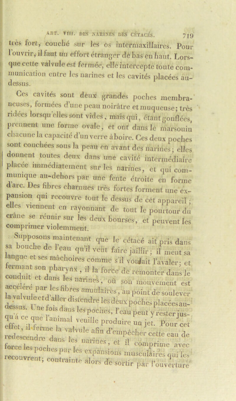 abt. trti. des rrinmts des cetace's. 71<j ties fort, couche sur les os intcrmaxiJIaircs. Pour 1 ouvrir, il hint an effort etrartger He bas en haut. Lors- que cette valvule est fermee, ellc intorcepte toute com- munication entre les narines et les cavils placees an- dessus. Ges cavites sont deux grandes poches mcmbra- ncuses, fortunes d’unepeau noiratre etmuqueuse; tres ridees lorsqu dies sont vides, maisqui, Stantgonflees, prcnnent une forme ovale, et ont dans le nVarsouin cliacunela capacitedun verre aboire. Cesdeux poches sont couchees sous la peau en avant des marines; elles donnent toutes deux dans une cavitd intermediate 1 placee iminediatement sur les narines, et qui com- munique au-dehors par unc fente etroite en forme dare. Des fibres charnues tres fortes forment une ex- pansion qm rccouvre tout 1c dessus dfe cet appareil : elles viennent en rayonnant de tout le pourtour du crane se reumr sur les deux bourses, et peuvent les compnmer violemment. Supposom nontenant que le cc'tace ait nlis dans sa bouebe de 1 eau qtifl vein fairs jaillir, if „ieil, sa langue et ses machoires co.nme s il voulait fa valet et fertnant son pharynx , il |a force de remonter dan’s le ondutt etdans les narines , oil sou mouvetnent est ac e ere par les fibres annulaires, an point de soulever * •«“ dirleS placeesau- US' 1 “foisdaos lea poches, leaupen, yreaterius- *tcV!w la7mal;euie P‘-od--;QPour t rls’cend.rmd ’ '? ^ d'emP^- ce.ie can de force les n(l *“ T am,es * ot i! Wmprime avec recoup , o'“USCl'Ui^ V* ecouvtent, contra,nte alors de sortir par I'ottverture