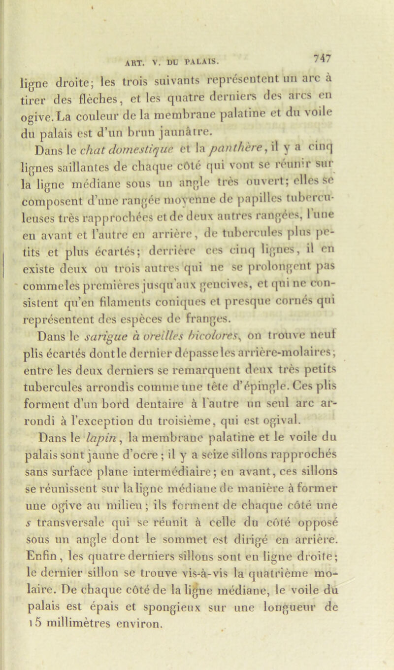 ART. V. DU PALAIS. ligne droite; les trois suivahts represeutent tin aic a tirer des fleches, et les quatre derniers des arcs en ogive.La couleur de la membrane palatine et du \oilr du palais est d’un brun jaunatre. Dans le chat domestique et la pan there, il y a cinq lignes saillantes de ebaque eftte qui vont se roumr sui la ligne mediane sous tin angle tres cm vert; elles Se composent d’une rangee moyenne de papilles tubercu- leuses tres rapprochecs et de deux autres rangers, I une en avant et l’antre en arriere, de tubereules plus pr- tits et plus ecartes; derriere ccs cinq lignes, il en existe deux ou trois autres qui ne se prolongent pas conuneles premieres jusqu aux gencives, et qui ne con- sistent qu’eti filaments coniques et presque cornes qui representent des especes tie franges. Dans le sarigue a oreillcs bicolores, on trouve neut plis ecartes dontle dernier depasseles arriere-molaires; entre les deux derniers se remarquent deux tres petits tubereules arrondis comtneune tete dVpingle. Ces plis forment d’un bord deutaire a 1 autre un seul arc ar- rondi a l’exception du troisieme, qui est ogival. Dans le lapin, la membrane palatine et le voile du palais sont jaune d’oere ; il y a seize sillons rapproches sans surface plane intermedia ire; en avant, ces sillons se reunissent sur la ligne mediane de maniere a former une ogive an milieu; ils forment de ebaque c6te une s transversale qui se reunit a celle du cote oppose sous un angle dont le sommet est dirige en arriere. Enfin, les quatre derniers sillons sont en ligne droite; le dernier sillon se trouve vis-a-vis la quatrieme mo- laire. De chaque c6te de la ligne mediane, le voile du palais est epais et spongieux sur une longueur de i5 millimetres environ.