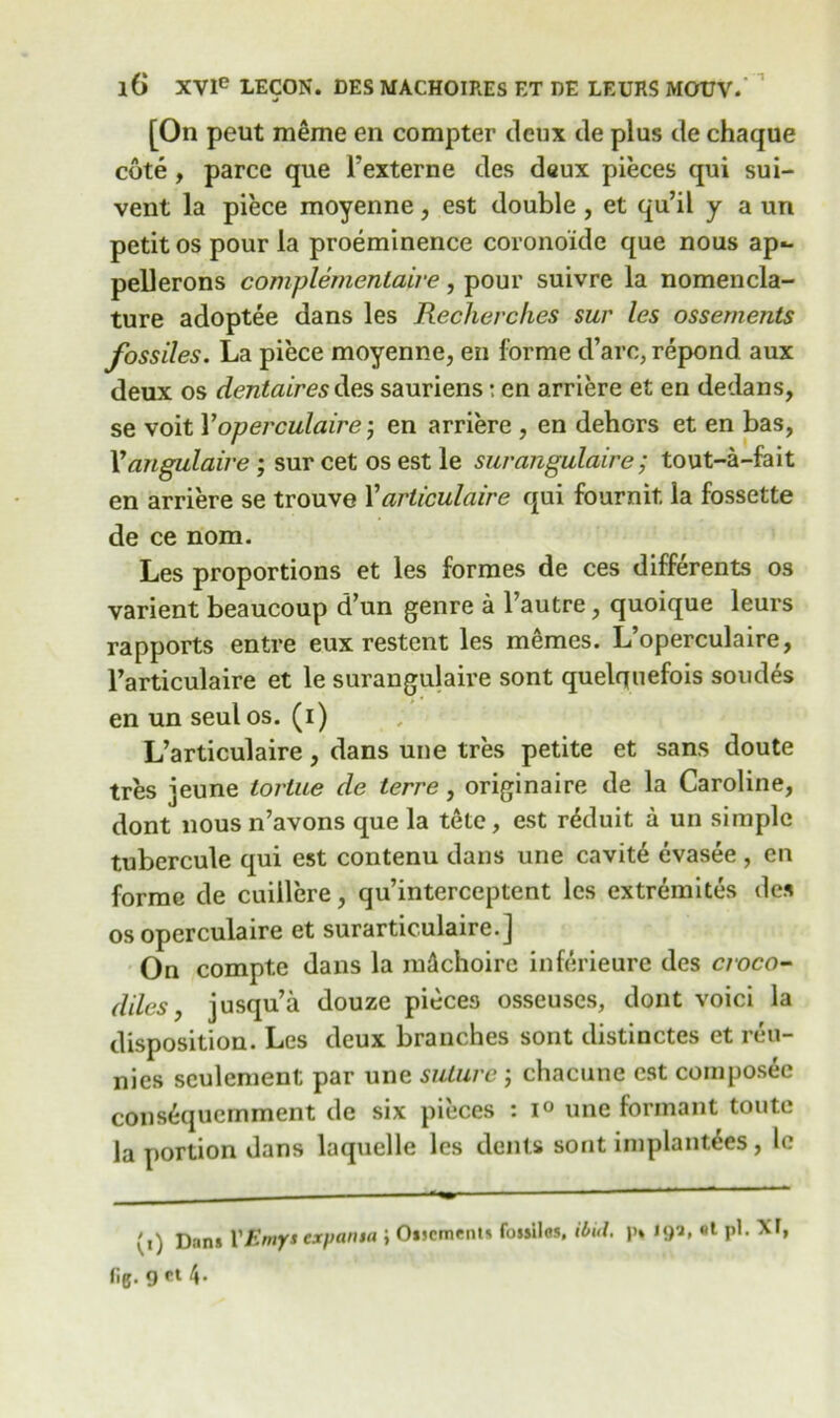 [On peut meme en compter deux de plus de chaque cote, parcc que l’externe des deux pieces qui sui- vent la piece moyenne, est double, et qu’il y a un petit os pour la proeminence coronoide que nous ap- peUerons complementaive, pour suivre la nomencla- ture adoptee dans les Recherc/ies sur les ossements fossiles. La piece moyenne, en forme d’arc, repond aux deux os dentaires des sauriens: en arriere et en dedans, se voit 1’operculaire; en arriere , en dehors et en bas, Yangulaire ; sur cet os est le surangulaire; tout-a-fait en arriere se trouve 1’articulaire qui fournit la fossette de ce nom. Les proportions et les formes de ces different^ os varient beaucoup d’un genre a l’autre, quoique leurs rapports entre eux restent les memos. L’operculaire, l’articulaire et le surangulaire sont quelquefois sondes en un seul os. (i) L’articulaire, dans une tres petite et sans doute tres jeune tortue de terre, originaire de la Caroline, dont nous n’avons que la tete, est r^duit a un simple tubercule qui est contenu dans une cavit6 evasee , en forme de cuiilere, qu’interceptent les extremites des os operculaire et surartic.ulaire.] On compte dans la raAchoire inferieure des croco- dUes, jusqu’a douze pieces osseuses, dont voici la disposition. Les deux branches sont distinctes et reu- nies seulement par une suture ; chacune est composec cons&jucmment de six pieces : i° une formant toute la portion dans laquolle les dents sont implant,ees, le (i) Dan* YEmys cxpansa ; Oucments fossilo*. ibid, p* 19a, «t pi. XT, fig. 9 et 4.