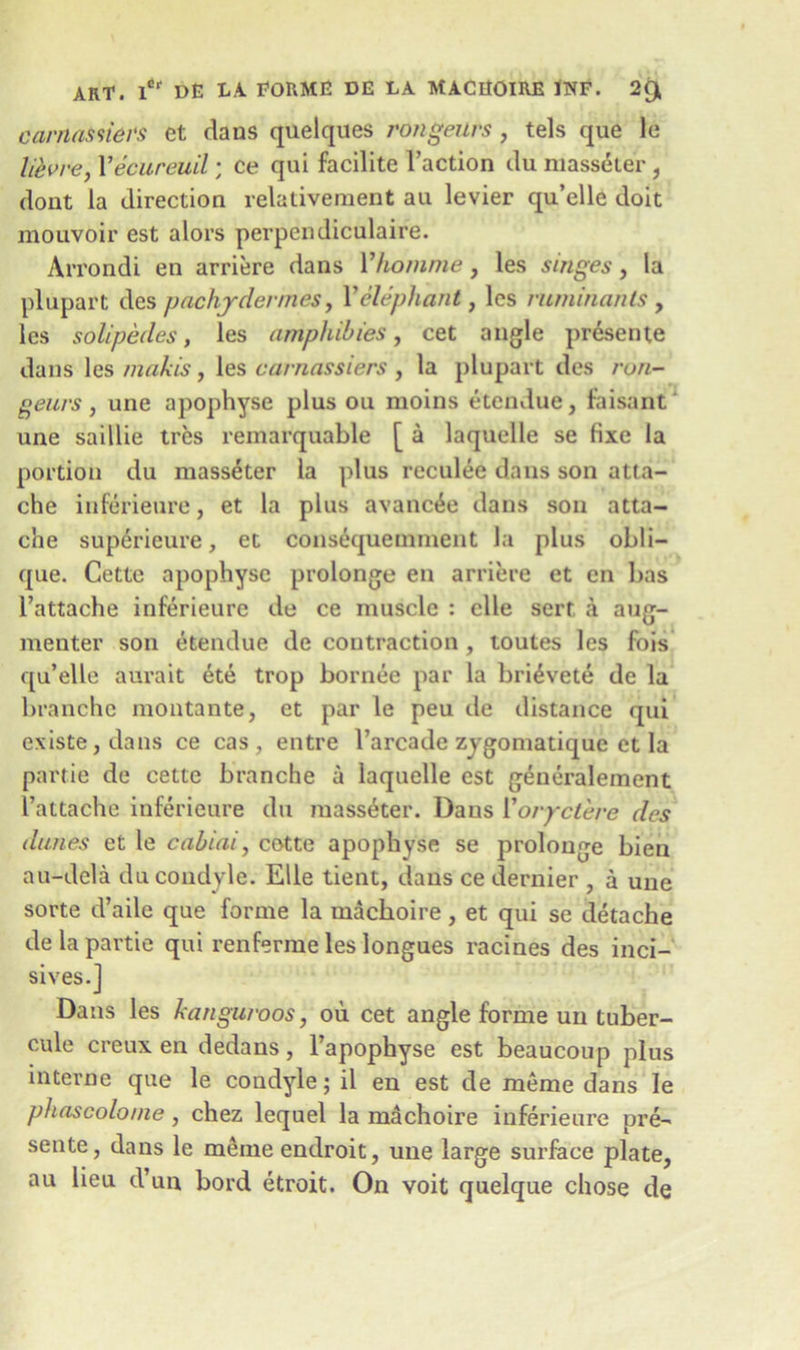 carnassievs et dans quelques rongeurs , tels que le lievre, Yecureuil; ce qui facilite Taction du massdter, dont la direction velativement au levier qu’elle doit mouvoir est alors perpendiculaire. Arrondi en arriere dans Yhomme, les singes, la plupart des pachjdermes, Velephant, les ruminants , les solipedes, les amphibies, cet angle presente dans les niakis, les carnassiers , la plupart des ron- geurs ^ une apophyse plus ou moins etendue, faisant une saillie tres remarquable [ a laquelle se fixe la portion du masseter la plus reculee dans son atta- che inferieure, et la plus avancie dans son atta- che superieure, et consequemment la plus obli- que. Cette apophyse prolonge en arriere et en bas l’attache inferieure de ce muscle : clle serf a aug- menter son etendue de contraction , toutes les fois qu’elle aurait ete trop bornee par la bri£vete de la branche moutante, et par le peu de distance qui existe,daus ce cas, entre l’arcade zygomatique et la partie de cette branche a laquelle est generalement Tattache inferieure du masseter. Dans Yoryctere des dunes et le cabiai, cette apophyse se prolonge bien au-dela du condyle. Elle tient, dans ce dernier , a une sorte d’aile que forme la machoire, et qui se detache de la partie qui renferme les longues racines des inci- sives.] Dans les kangaroos, ou cet angle forme un tuber- cule creux en dedans, l’apophyse est beaucoup plus interne que le condyle; il en est de meme dans le phascolonie, chez lequel la machoire inferieure pre- sente, dans le meme endroit, une large surface plate, au lieu d’un bord etroit. On voit quelque chose de