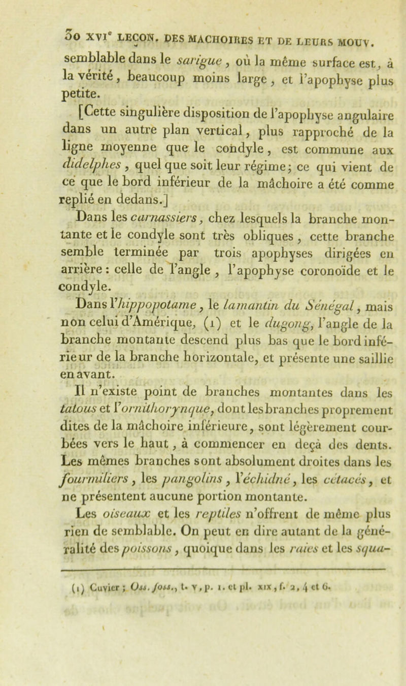 semblable dans le savigue, ou Ja meme surface est, a la verite, beaucoup moins large, et Tapophyse plus petite. [Cette singuliere disposition de 1’apopljyse angulaire dans un autre plan vertical, plus rapproehe de la ligne inoyenne que le condyle , cst commune aux didelphes , quel que soit, leur regime \ ce qui vient de ce que le bord inferieur de la mdchoire a ete comme replie en dedans.] Dans les carnassierschez lesquelsla brancbe mon- tante et le condyle sont tres obliques , cette branche semble terminee par trois apophyses dirigees en arriere: celle de Tangle , Tapophyse coronoide et le condyle. Dans Yhippopolame, le lamantin clu Senegal, mais non celui d’Amerique, (1) et le dugong, Tangle de Ja branche montante descend plus has que le bord infe- rieur de la branche horizontale, et presente une saillie en avant. II iTexiste point de branches montantes dans les tatous et Yornilhorympue, dont lesbranches proprement dites de la mdchoire inferieure, sont legeremeut cour- bees vers le haut, a commencer en de$a des dents. Les meraes branches sont absolument droites dans les fourniiliers , les pangolins, V echidna, les c a lac as, et ne presentent aucune portion montante. Les oiseaux et les reptiles n’offrent de m£me plus rien de semblable. On peut en dire aulant de la gdue- ralitd des poissons, quoique dans les raies et les sijua-