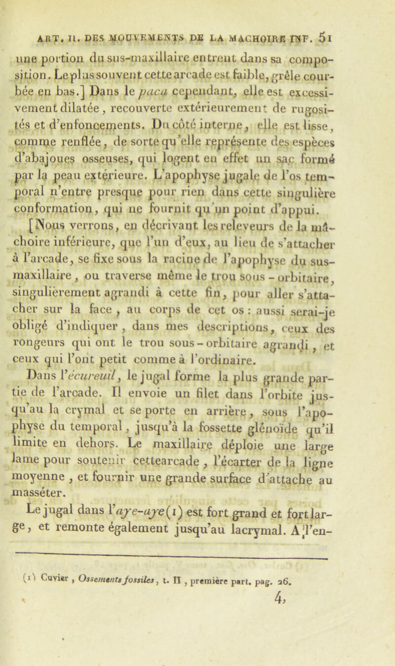 une portion da sus-maxillairc entreut dans sa compo- sition. Leplassouventcettearcade est faible,grtde cour- bee en has.] Dans le jjuca cependant, ebe esL excessi- vement dilatee, recouverte exterieurement de rugosi- tes et d’enloncements. Du cote interne, elle est lisse, comme renflee, de sorte qu elle represente desespeces d’abajoues osseuses, qui logent en effet un sa.c form6 par la peau epterieure. L’apophyse jugale de l’os tem- poral n’cntre presque pour rien dans cette singuliere conformation, qui ne fournit qu un point d’appui. [Nous verrous, en d^crivant lesreleveurs de la m3- choire infericurc, que l’un d’eux, au lieu de s’attacher a l’arcade, se fixe sous la racine de l’apophyse du sus- raaxillaire , ou traverse m£me le trou sous - orbitaire, singulierement agrandi a cette fin, pour aller s’atta- cher sur la face , au corps de cet os : aussi serai-ie oblige d’iudiquer , dans mes descriptions, ceux des rongeurs qui ont. le trou sous - orbitaire agrandi, et ceux qui l’ont petit comme a 1’ordinaire. Dans Vccureuil, le jugal forme la plus grande par- tie de l'arcade. II envoie un filet dans l’orbite jus- qu’au la crymal et se porte en arriere, sous l’apo- physe du temporal, jusqua la fossette glenoide qu’il limite en dehors. Le maxillaire deploie une large lame pour soulenir cetlearcade , lecarter de |a ligne moyenne , et fournir une grande surface d attache au masseter. Le jugal dans \ ay e-aje{i) est fort grand et fort lar- ge, et remonte egalement jusqu’au lacrymal. A;l’en- (i'i Cuvier , OssemtnUJossiles, t. II , premiere part. pag. a6. 4,