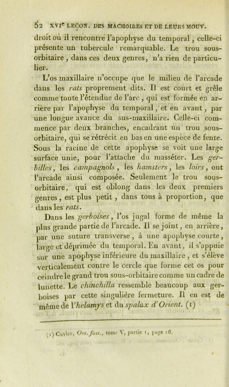 droit ou il rencontre l’apophyse du temporal, celle-ci presente un tubercule remarquable. Le trou sous- orbitaire , dans ces deux genres, n’a rien de particu- lier. Uos maxillaire n’occupe que le milieu de l’arcade dans les rats proprement dits. II est court et gr&le cornme toute l’etendue de Fare, qui est form£e en ar- riere par l’apophyse du temporal, et en avant, par une longue avarice du sus-maxillaire. Celle-ci com- mence par deux branches, encadrant un trou sous- orbitaire, qui se r£trecit en basen uneespece de fente. Sous la racine de cette apophyse se voit une large surface unie, pour l’attache du masseter. Les ger- billes, les campagnols , les hamsters, les loirs, ont l’arcade ainsi composee. Seulement le trou sous- orbitaire, qui est oblong dans les deux premiers genres, est plus petit , dans tous a proportion, que dans les rats. Dans les gerboises, l’os jugal forme de merne la plus grande partiede l’arcade. II se joint, en arriere, par une suture transverse, a une apophyse courte, large et deprimee du temporal. En avant, il s’appuie sur une apophyse inferieure du maxillaire , et s’eleve verticalement contre le cercle que forme cet os pour ceindre le grand trou sous-orbitaire comme un cadre de lunette. Le chinchilla ressemble beaucoup aux ger- boises par cette singuliere fermeture. Il en est de memede Xhclamys et du spalax d'Orient, (i)