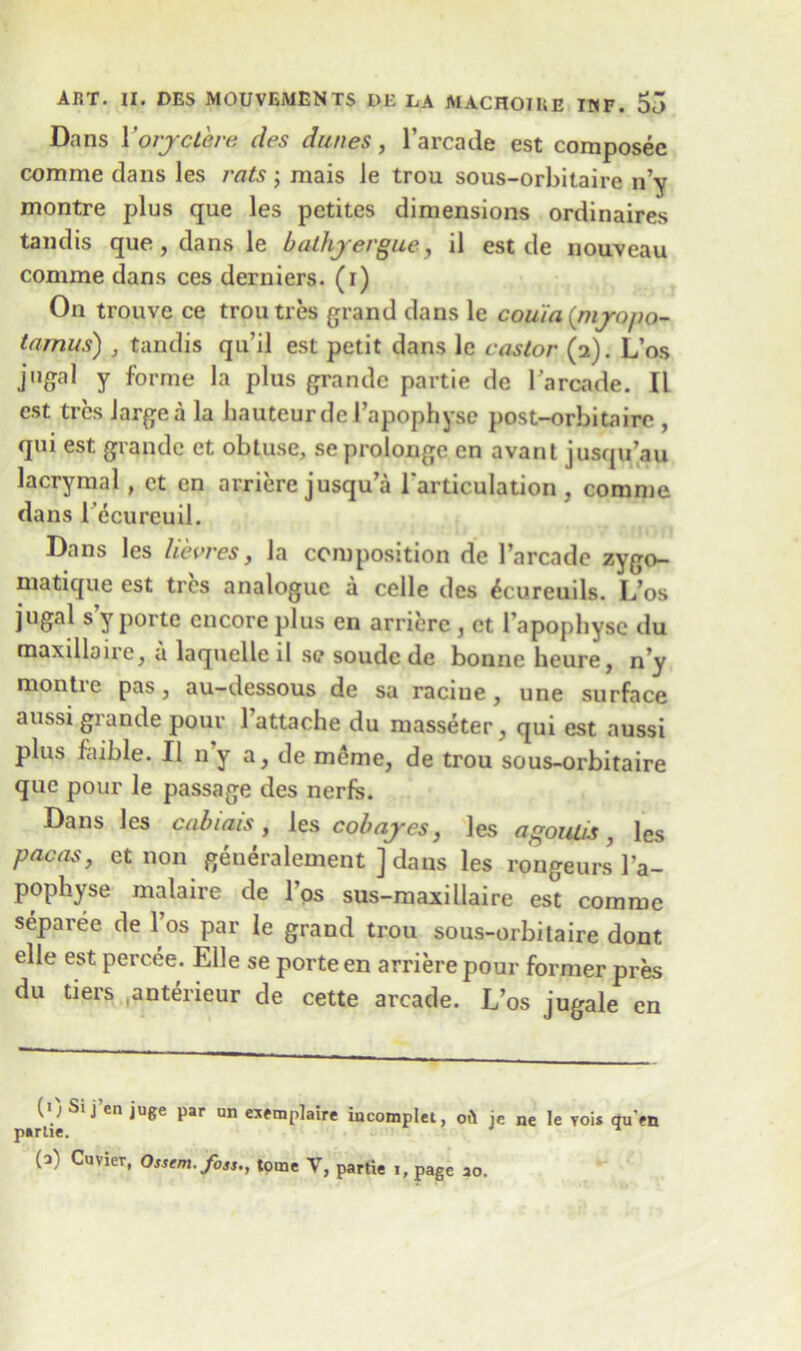 Dans Yoryctere des dunes, l’arcade est composec comme dans les rats ; mais Je trou sous-orbitaire n’y montre plus que les pctites dimensions ordinaires tandis que , dans le bathyergue, il est de nouveau comme dans ces derniers. (i) On trouve ce trou ti es grand dans le couia(myopo- tamus) , tandis qu'il est petit dans le castor (a). Los jugal y forme la plus grande partie de l’arcade. Il est tres largea la hauteur de 1’apophyse post-orbitaire , qui est grande et obtuse, se prolonge en avant jusqu’au lacrymal, ct en arrierc jusqu’a rarticulation , comme dans l ecurcuil. Dans les lievres, la composition de l’arcade zygo- matique est ties analogue a celle des ^curcuils. L’os jugal s y porte encore plus en arrierc , et 1’apophyse du maxillaire, a laquelle il se soudede bonne heure, n’y montre pas, au-dessous de sa raciue , une surface aussi grande pour l’attache du masseter, qui est aussi plus faible. Il n y a, de meme, de trou sous-orbitaire que pour le passage des nerfe. Dans les cabiais , les cob ayes} les agoutis , les pacas, et non generalement ] dans les rongeurs 1’a- pophyse malaire de l’os sus-maxillaire est comme separee de 1 os par le grand trou sous-orbitaire dont elle est percee. Elle se porte en arrierepour former pres du tiers anterieur de cette arcade. L’os jugale en (• ; Si j en juge par un exemplaire incomplet, oil ie ne le vois qu>n partie. ’