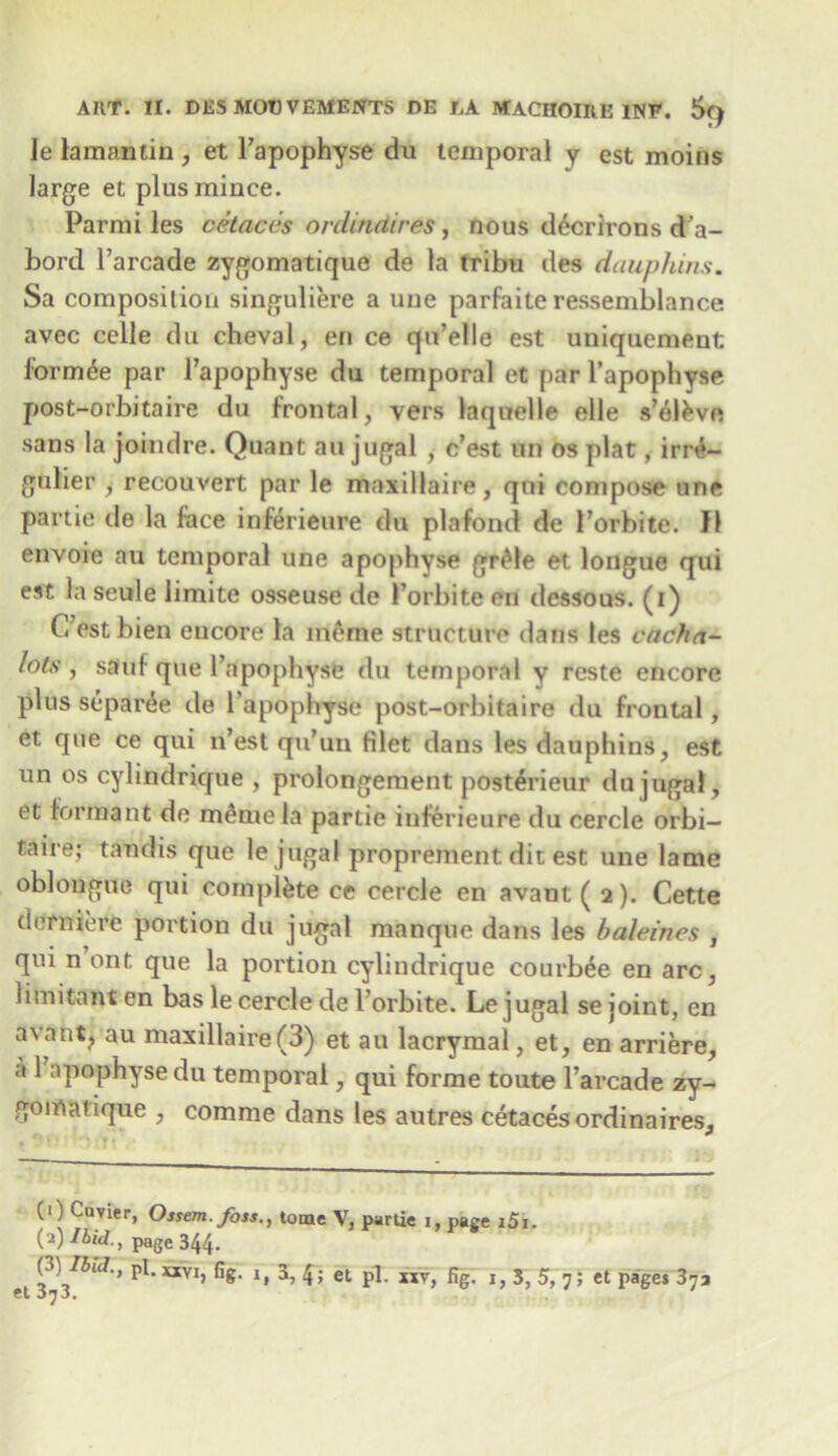 Ie lamantin , et Fapophyse du temporal y est moins large et plus mince. Parmi les cetaccs ordindires, nous d^crirons d’a- bord l’arcade zygomatique de la tribu des dauphins. Sa composition singuliere a une parfaile ressemblance avec celle du cheval, en ce qu’elle est uniqucment forrnee par Fapophyse du temporal et par Fapophyse post-orbitaire du frontal, vers laquelle elle s’elfcve sans la joindre. Quant au jugal , c’est un os plat, irr4- gulier , recouvert par le maxillaire, qni compose une partie tie la lace inferieure du plafond de Forbite. II envoie au temporal une apophyse gr£fe et longue qui est la seule limite 09seuse de Forbite en dcssous. (i) C est bien encore la meme structure dans les cacha- lots , saui que Fapophyse du temporal y reste encore plus separ^e de Fapophyse post-orbitaire du frontal, et que ce qui n’est qu’un Hlet dans les dauphins, est un os cylindrique , prolongement post^rieur du jugal, et formant de memela partie inferieure du cercle orbi- taire; tandis que le jugal proprentent dit est une lame oblongue qui complete ce cercle en avant (2). Cette demiere portion du jugal manque dans les baleines , qui n ont que la portion cylindrique courb^e en arc, iimitanten bas le cercle de Forbite. Le jugal se joint, en avant? au maxillaire(3) et au lacrymal, et, en arriere, a 1 apophyse du temporal, qui forme toute Farcade zy- gonialique , comme dans les autres cetacesordinaires. (|) Cuvier, Ossem. Joss., tome V, partie i, page i51. (a)/4W., page 344. (3)lbul., pi. xxvi, fig. i, 3, 4; et pi. xxv, fig. i, 3, 5, 7; et pages 373 ft 3.